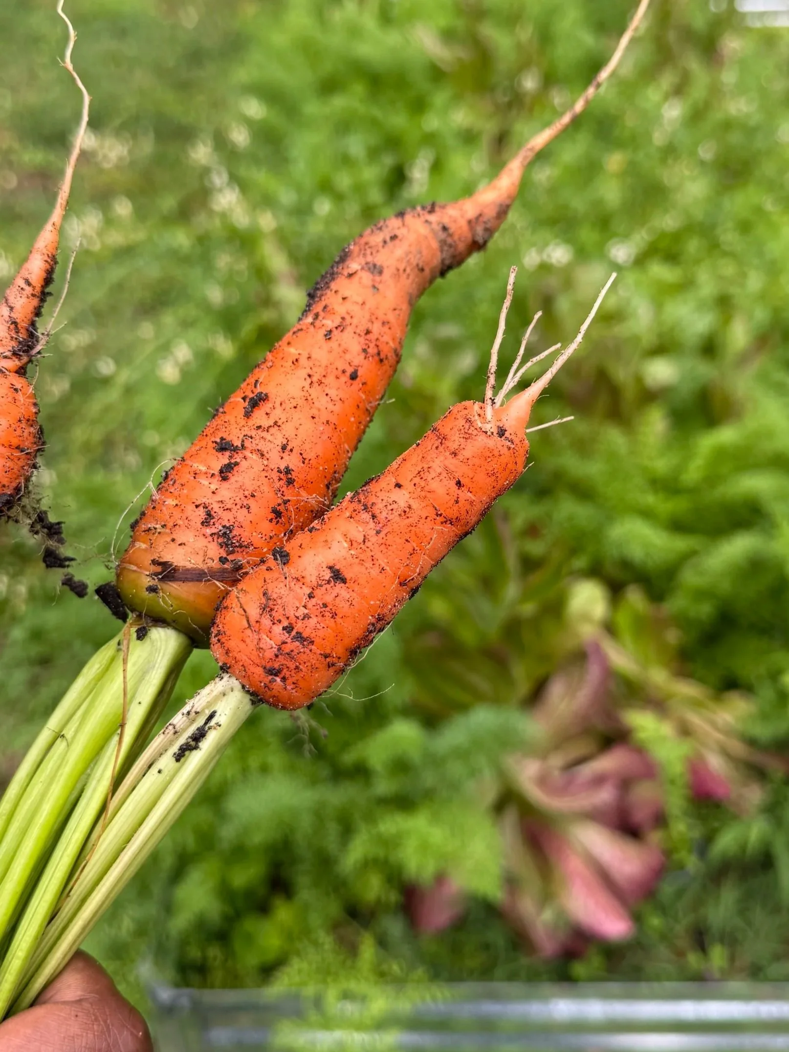 Carrots recently pulled from the soil