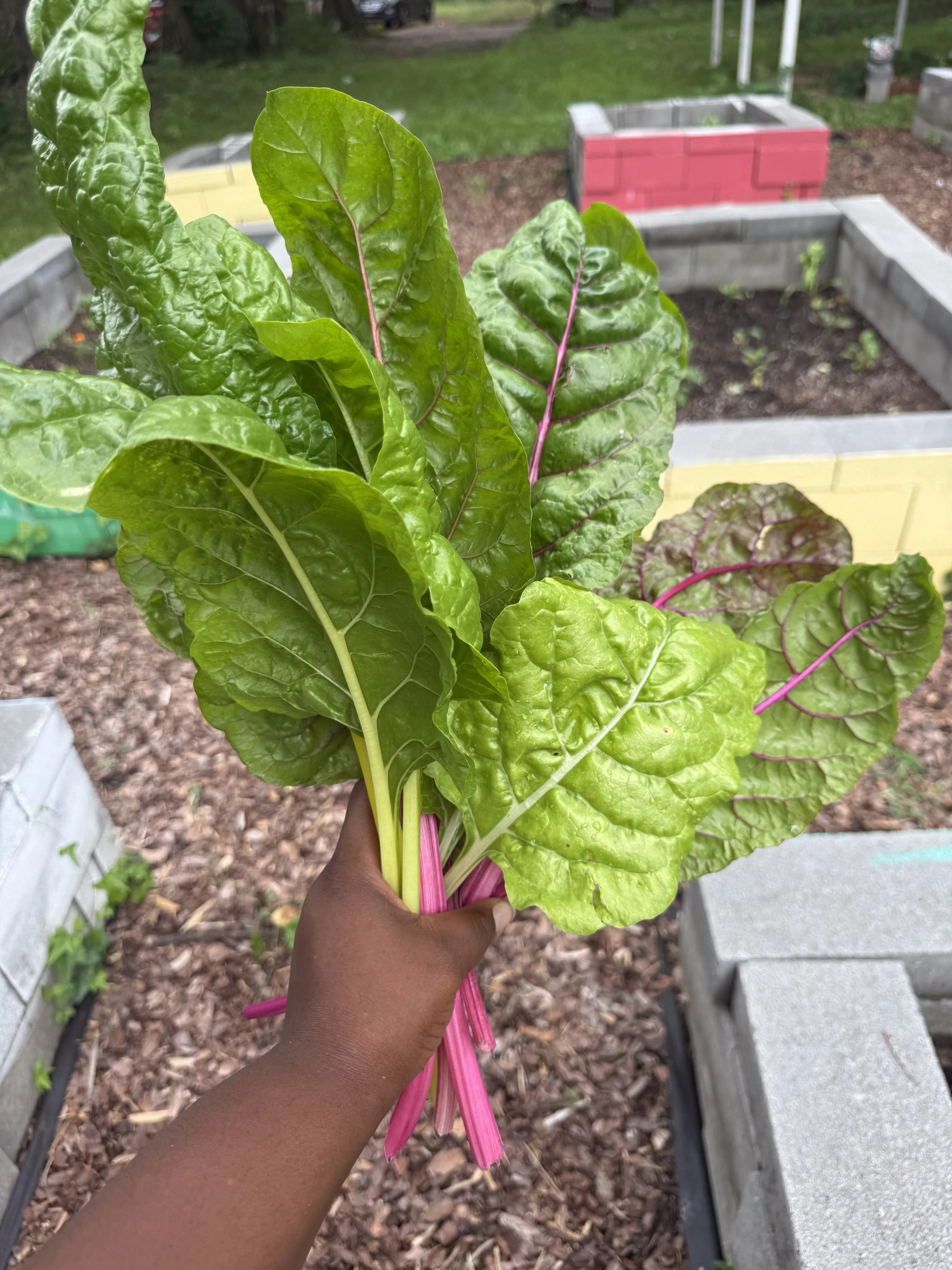 hand holding rainbow chard at a community garden