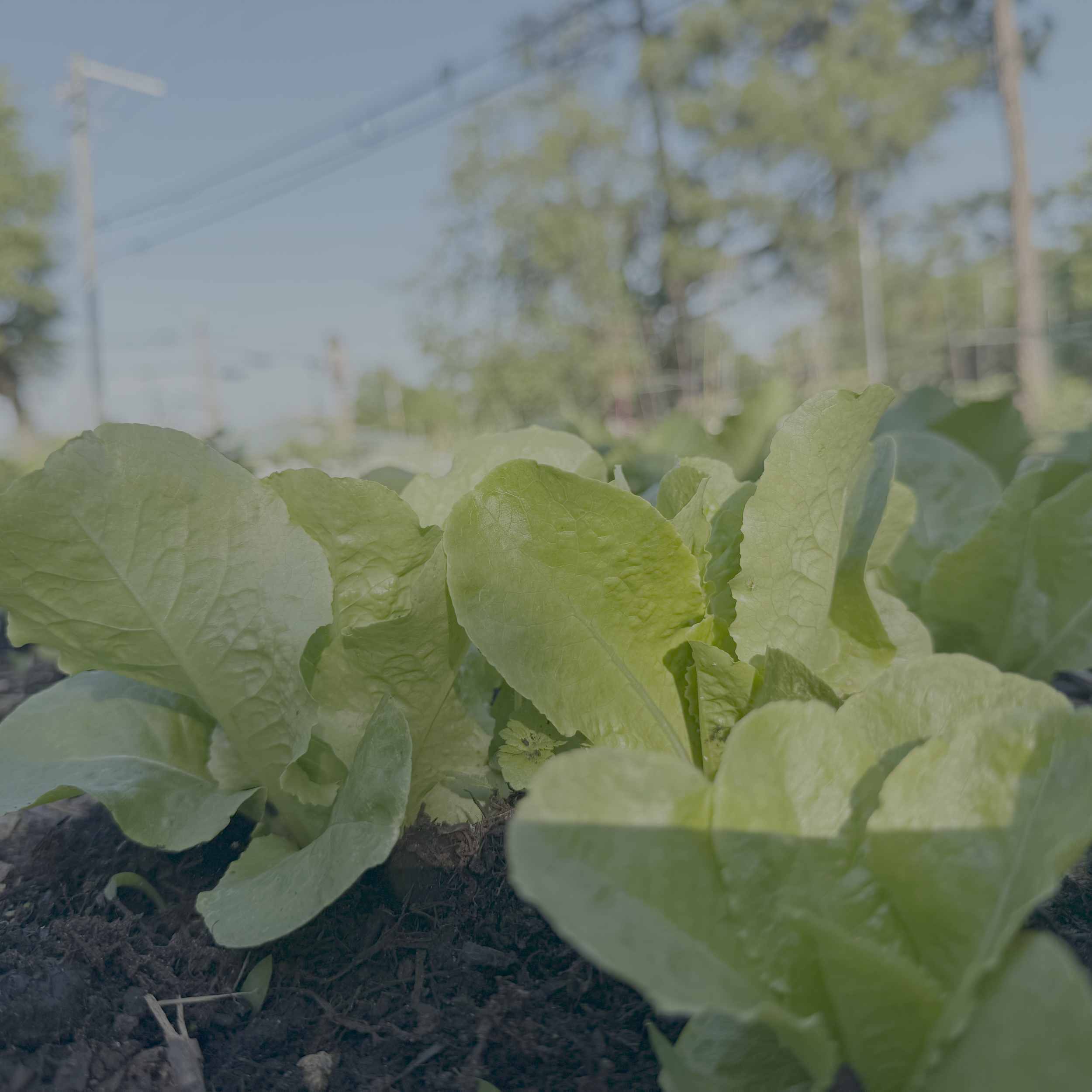Close-up of lettuce growing in a garden bed with a blurred background of trees and power lines.