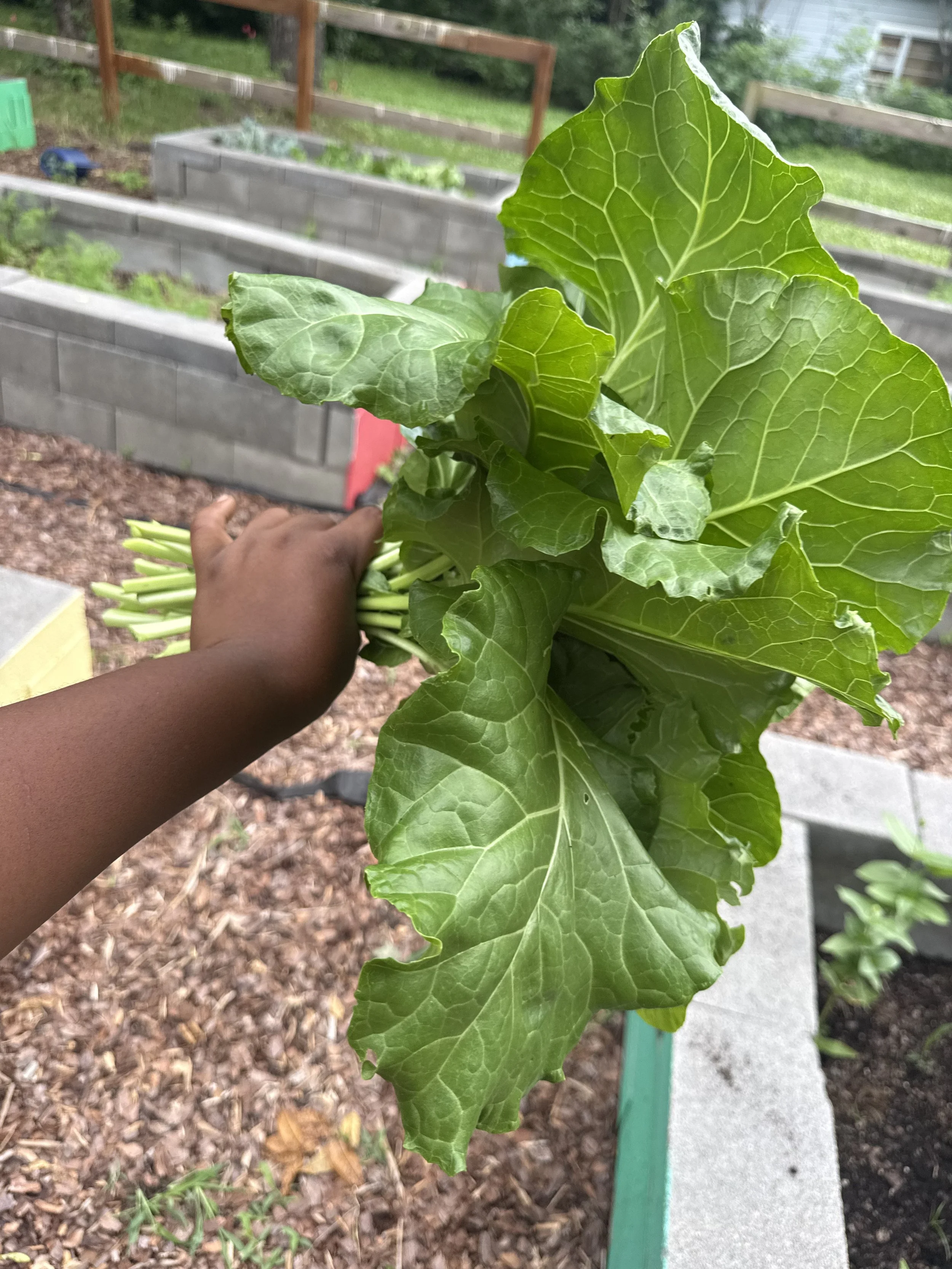 Hand holding collard greens at a garden