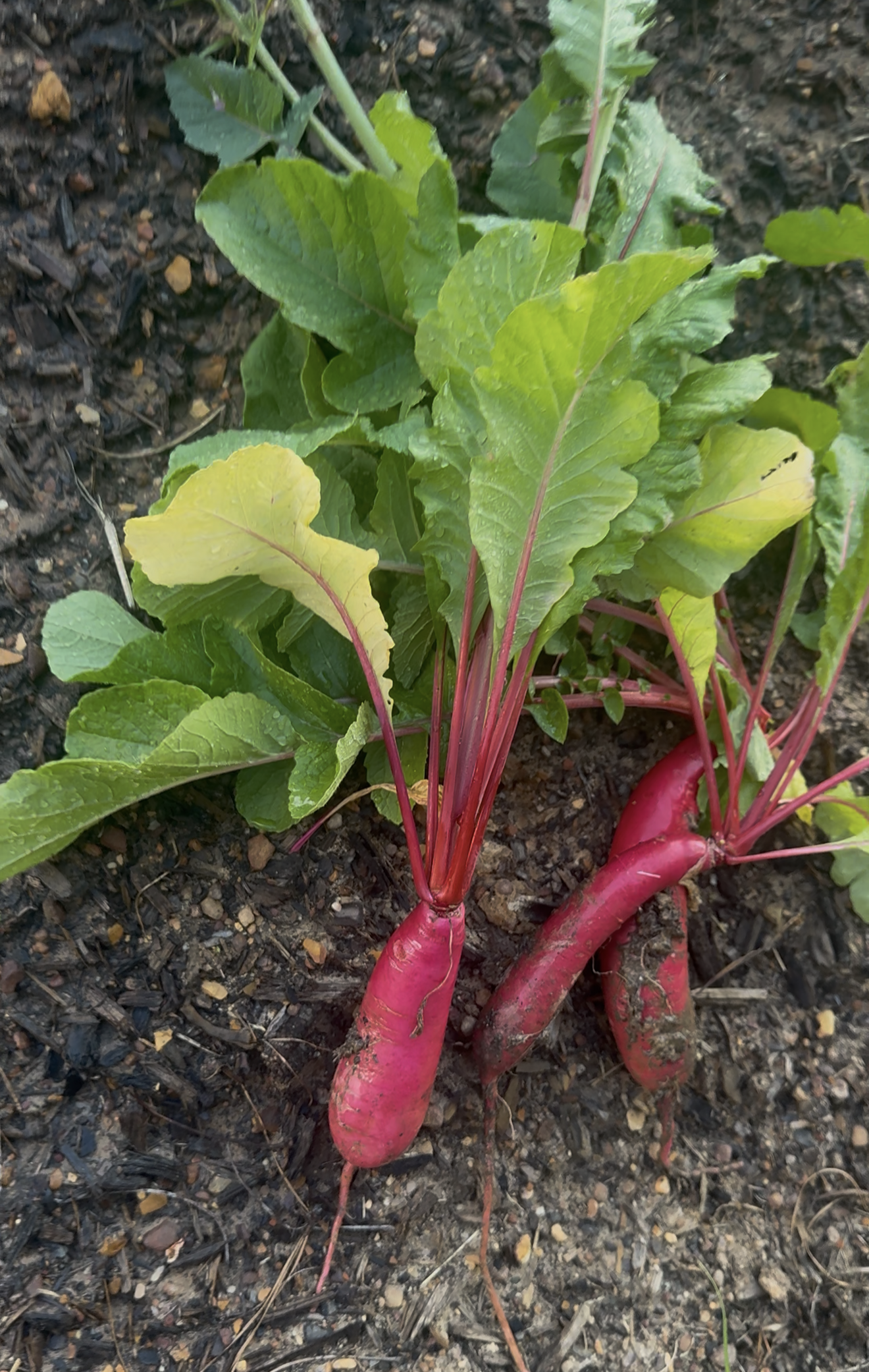 Red radishes recently pulled from the soils