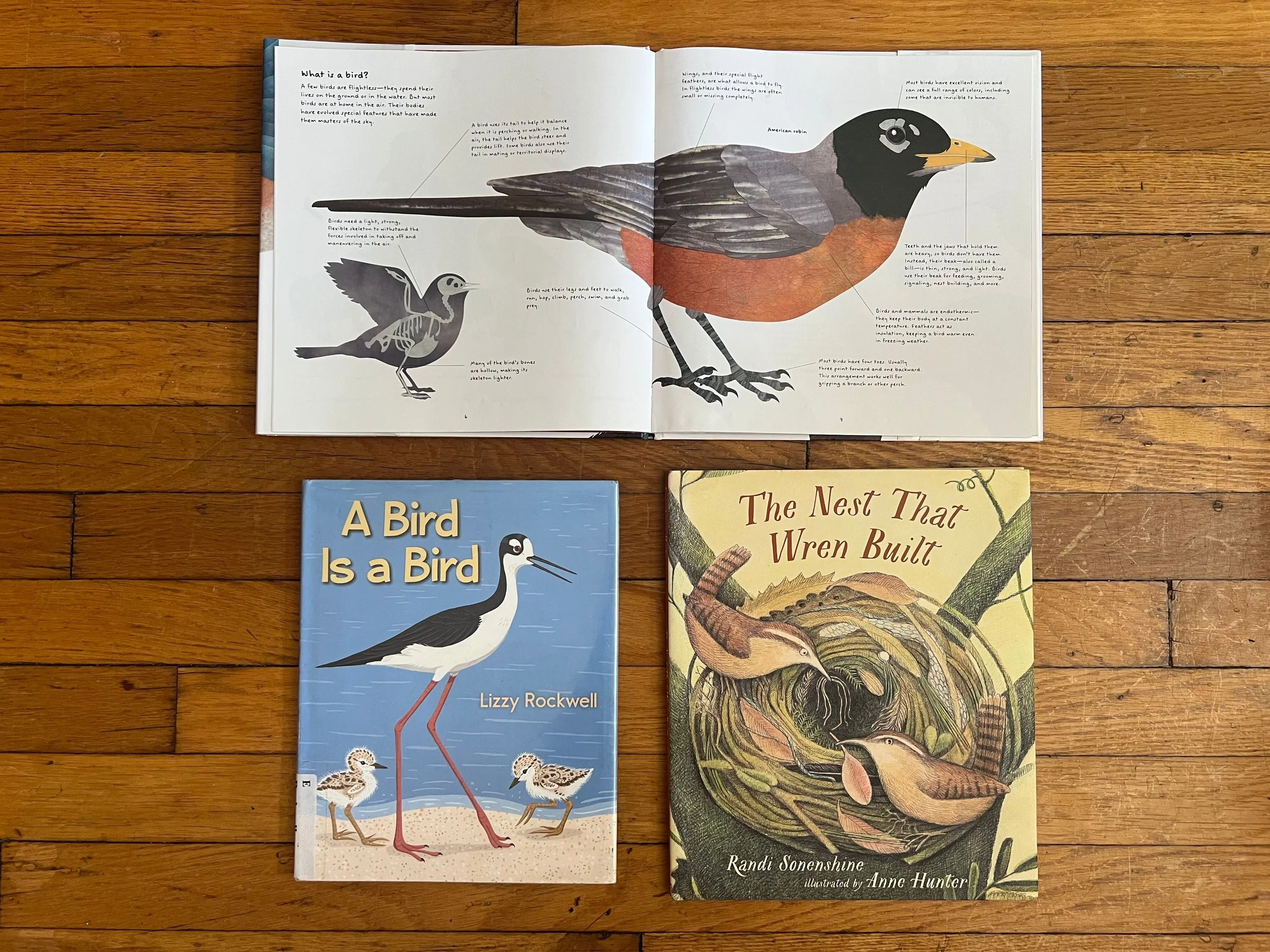 BIRD STUDY: House Wren & Bird Beaks