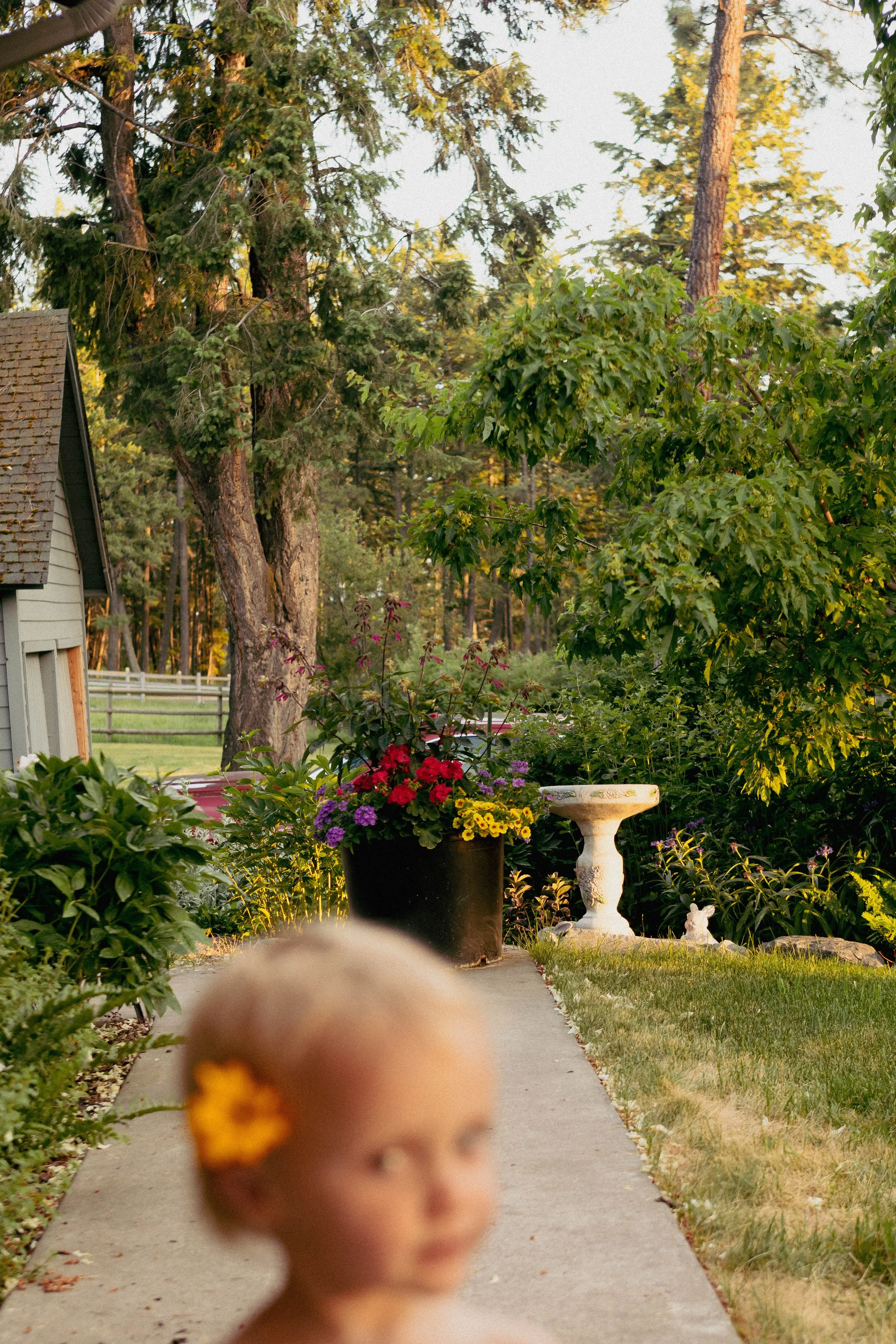Blurred young girl with a yellow flower in her hair standing on a garden sidewalk, with lush green plants, colorful flowers in a pot, and a white birdbath in the background at sunset.
