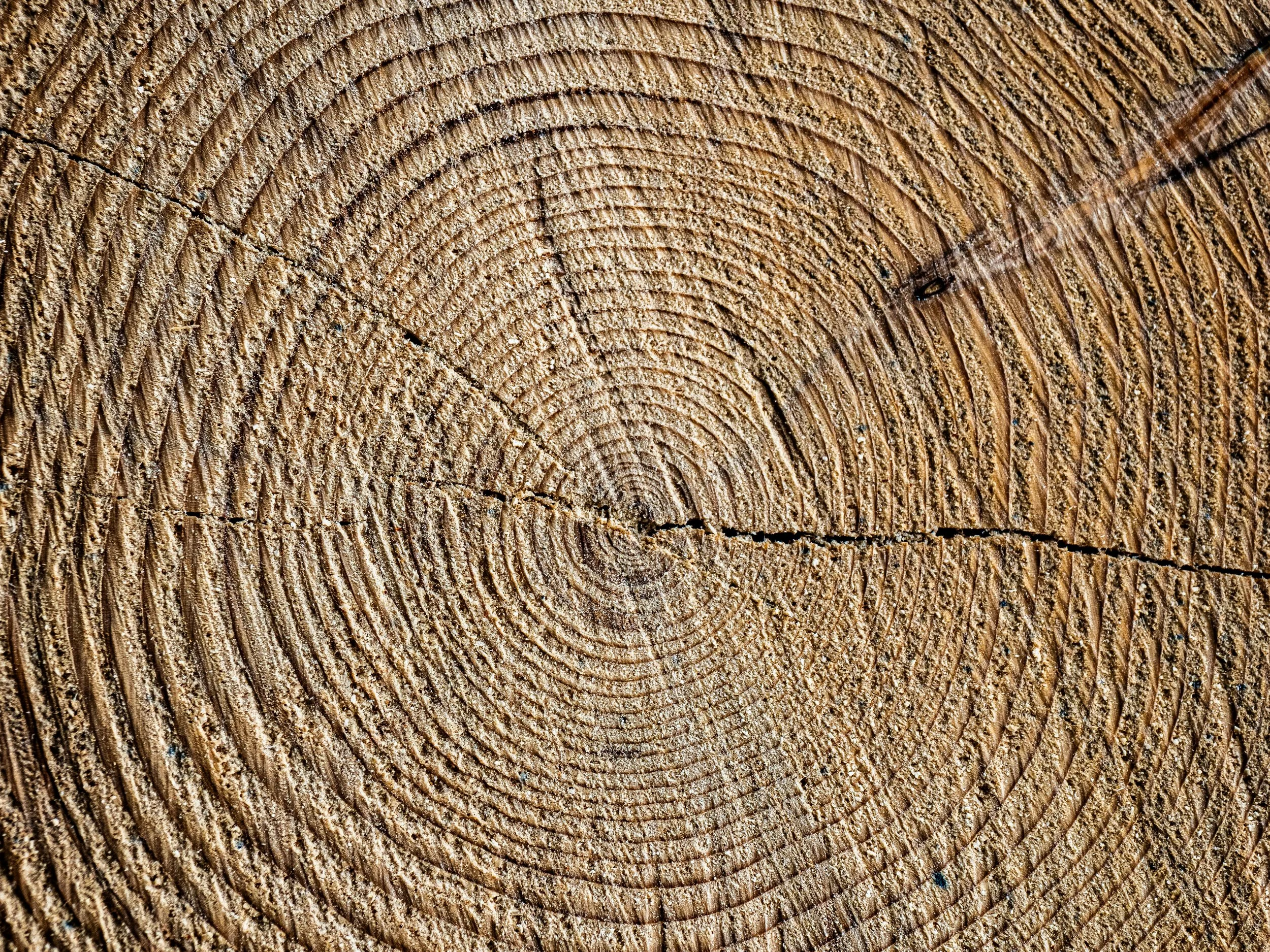 Section transversale d'une bûche de bois coupée, montrant les cernes de croissance concentriques et des fissures.