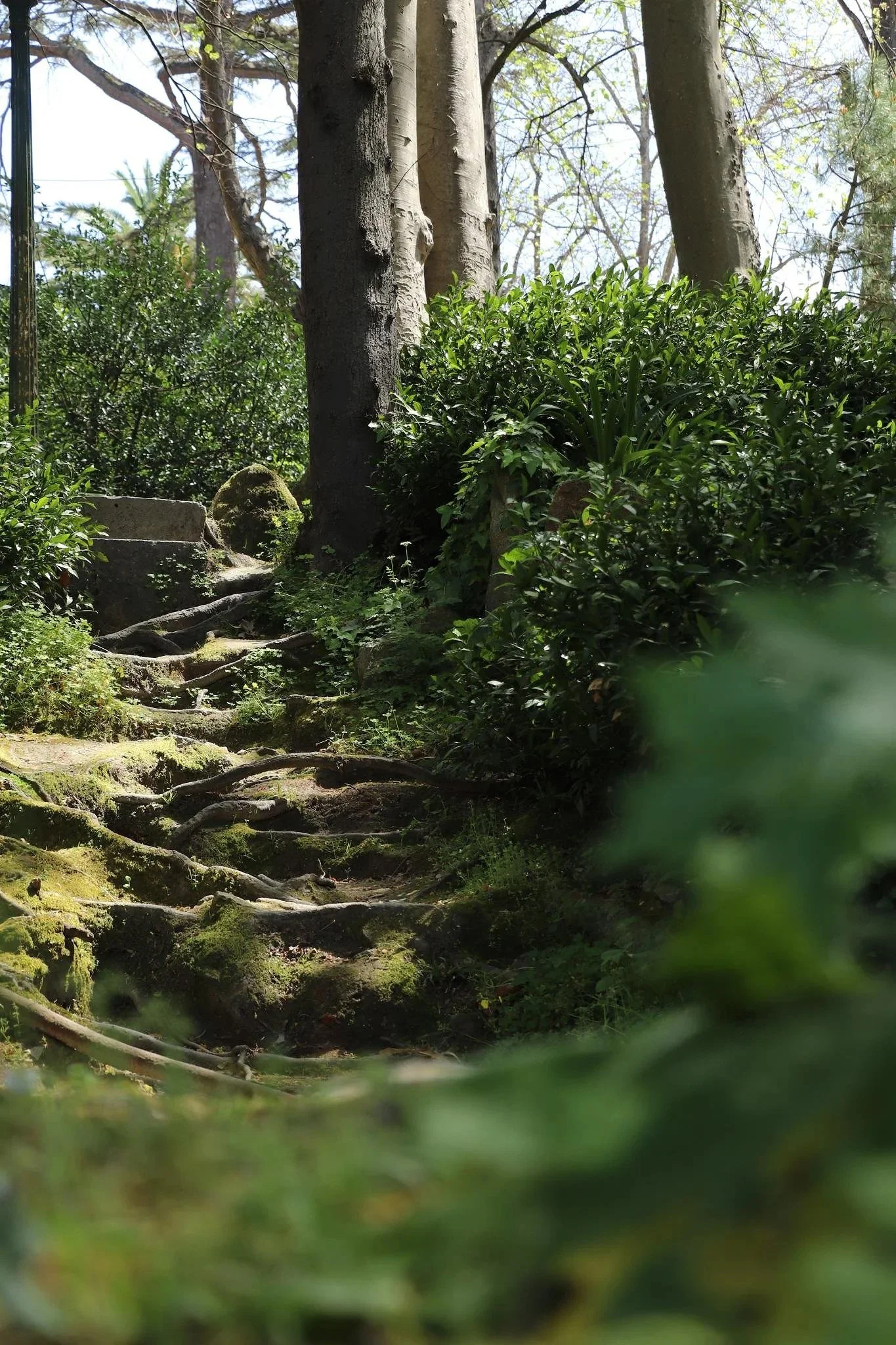 Sentier secret dans une forêt verte avec des racines d'arbres, des buissons et des arbres en arrière-plan.