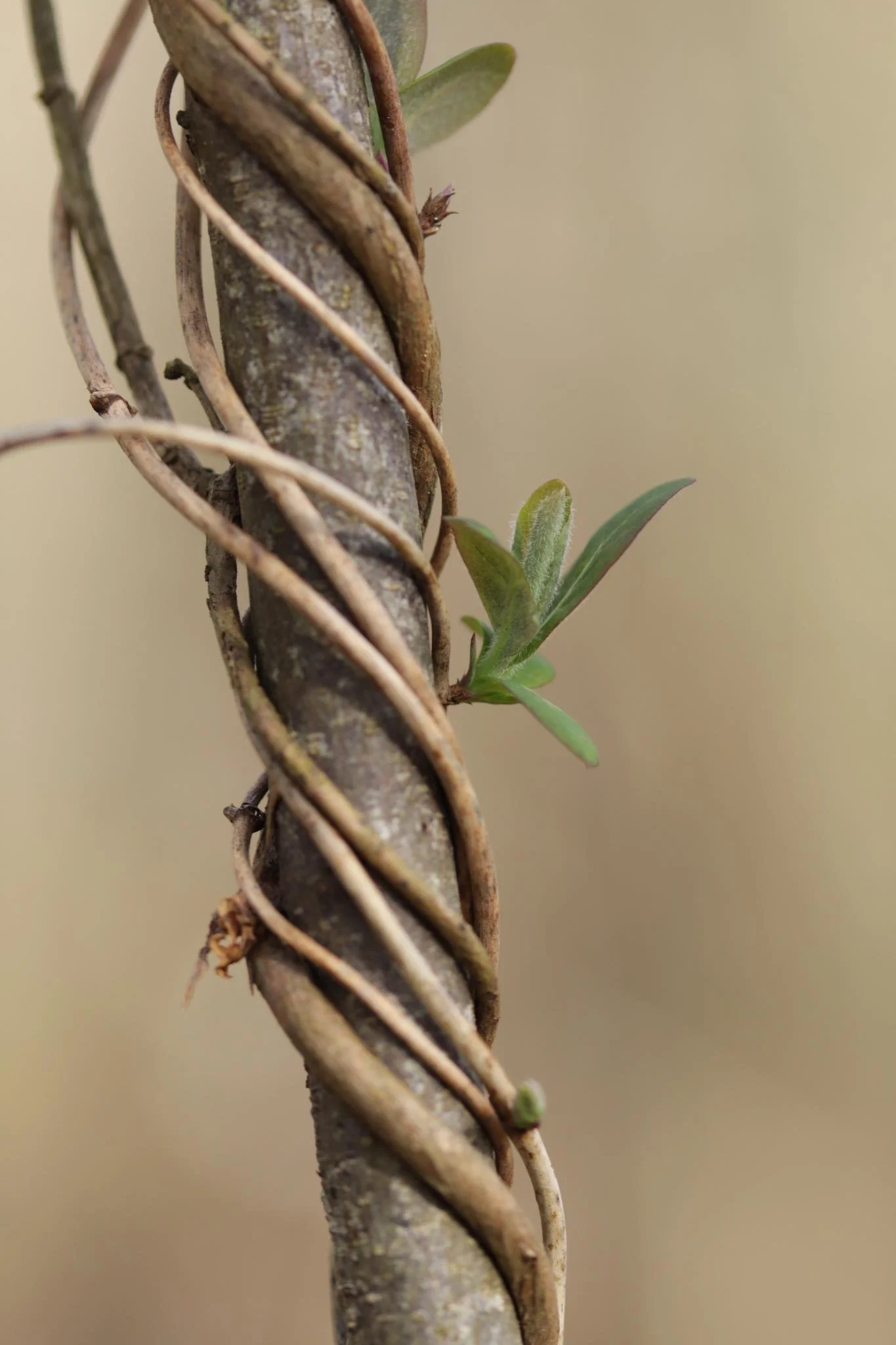 Rameau de vigne avec une petite pousse verte et plusieurs tiges enroulées autour du tronc.