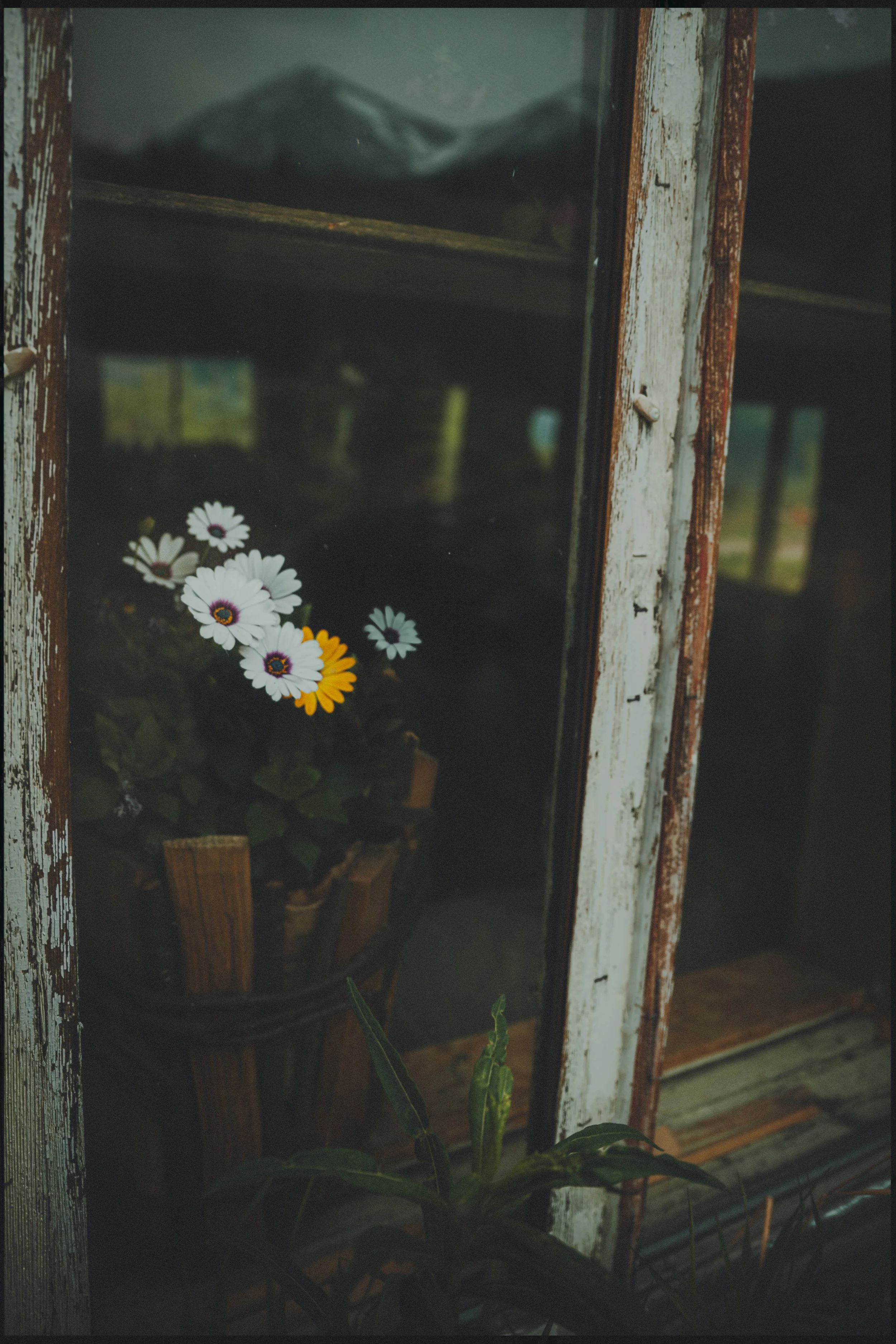 Wildflowers in a wooden bucket planter on a Yukon cabin windowsill, reflecting whitehorse home life and rustic simplicity.