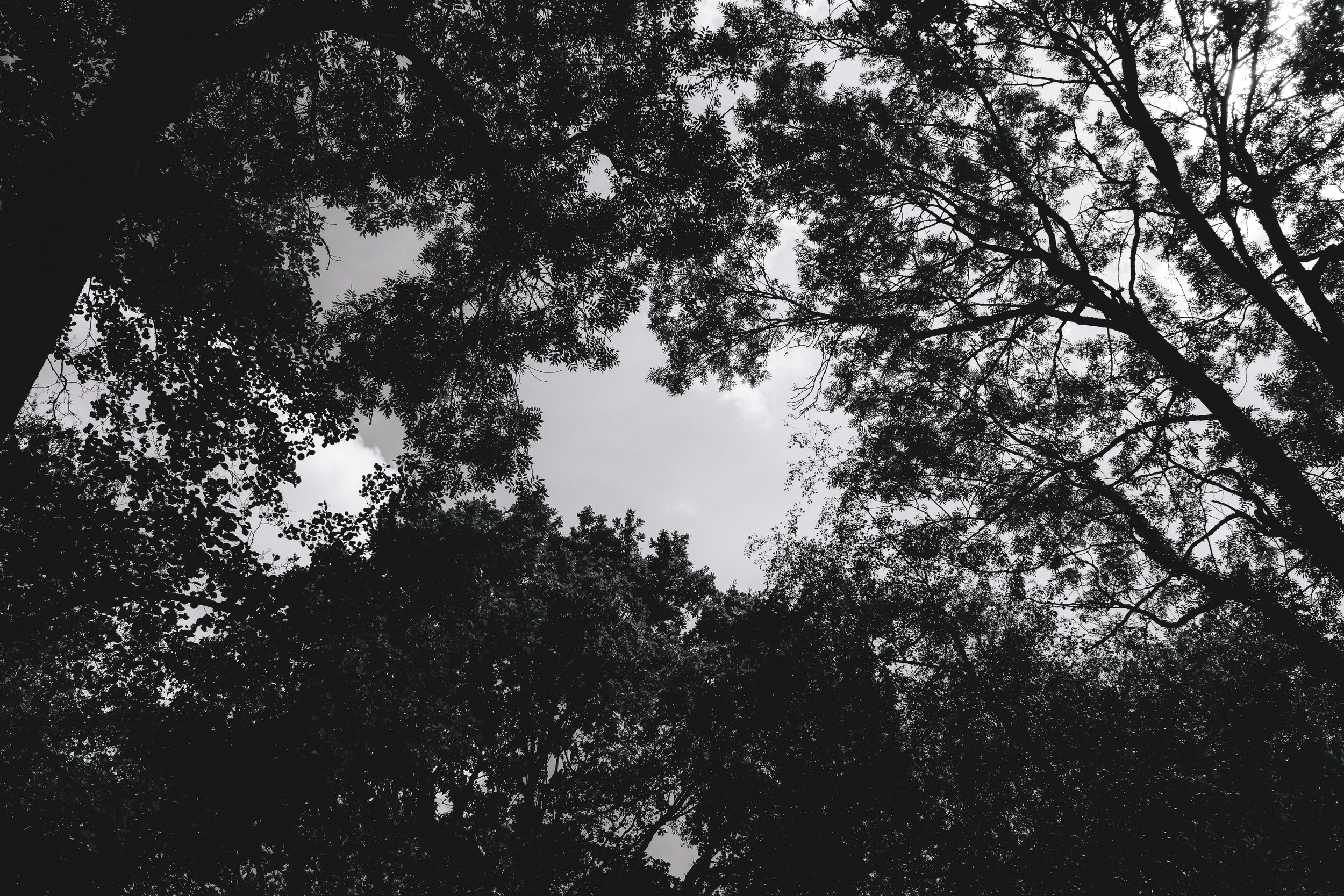 _DSF4371.jpg