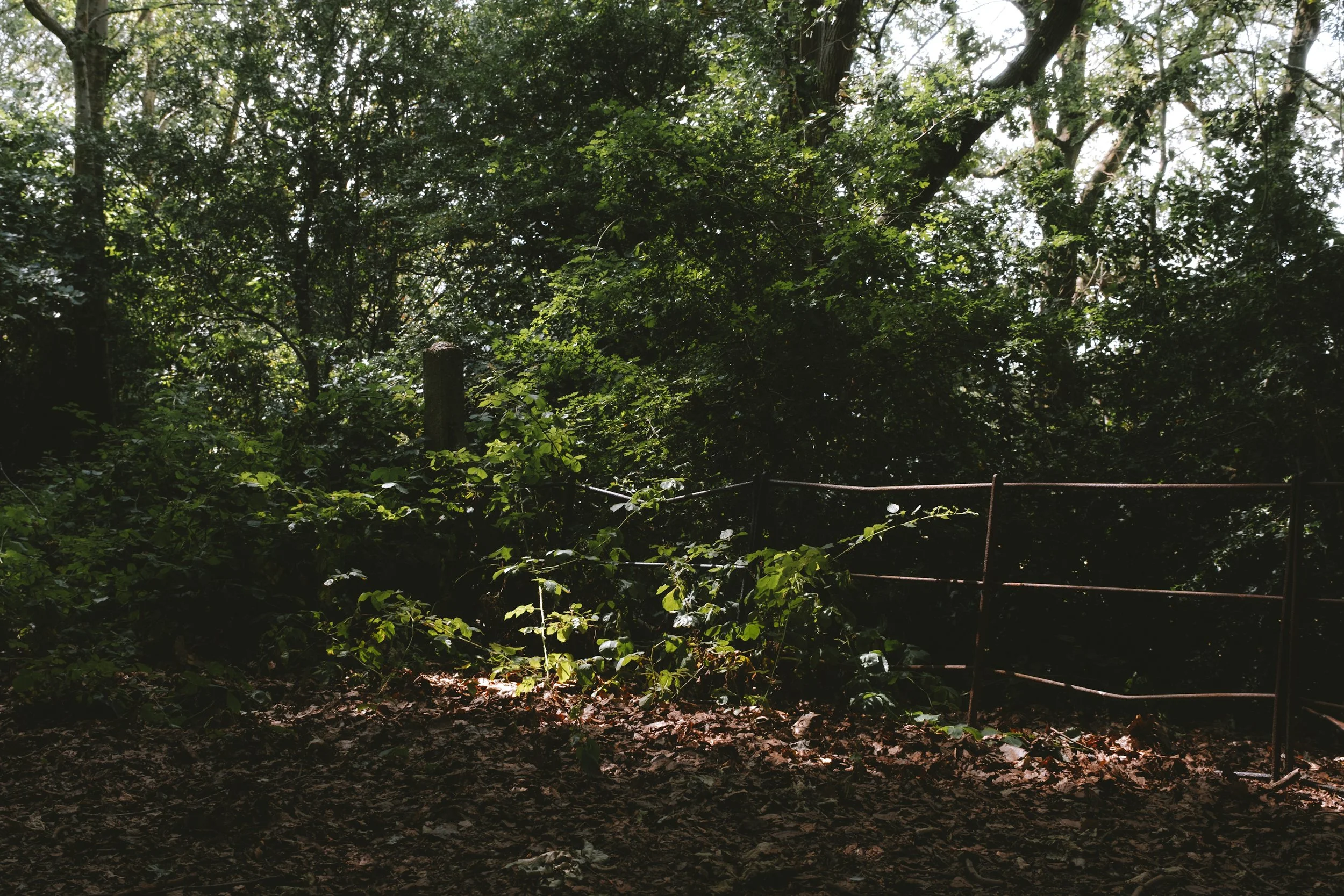 _DSF3184.jpg