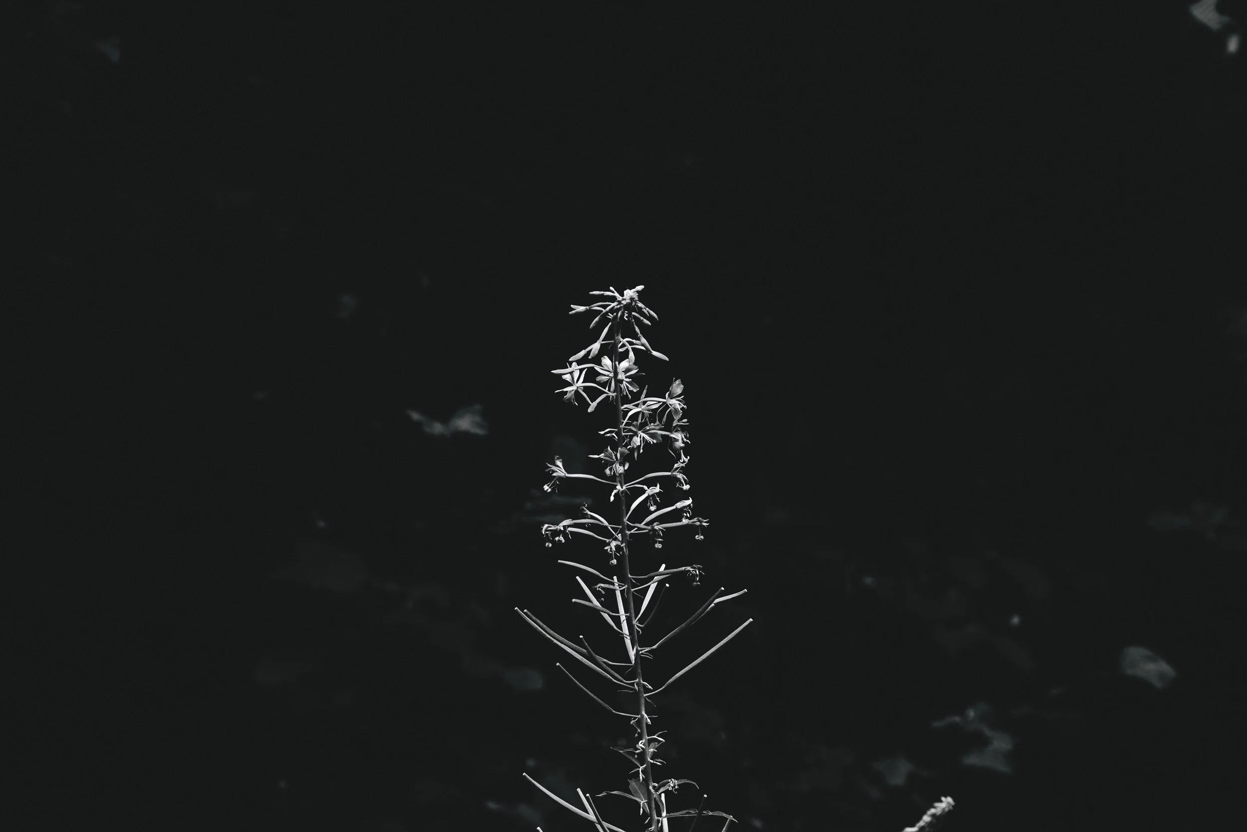 _DSF4347.jpg