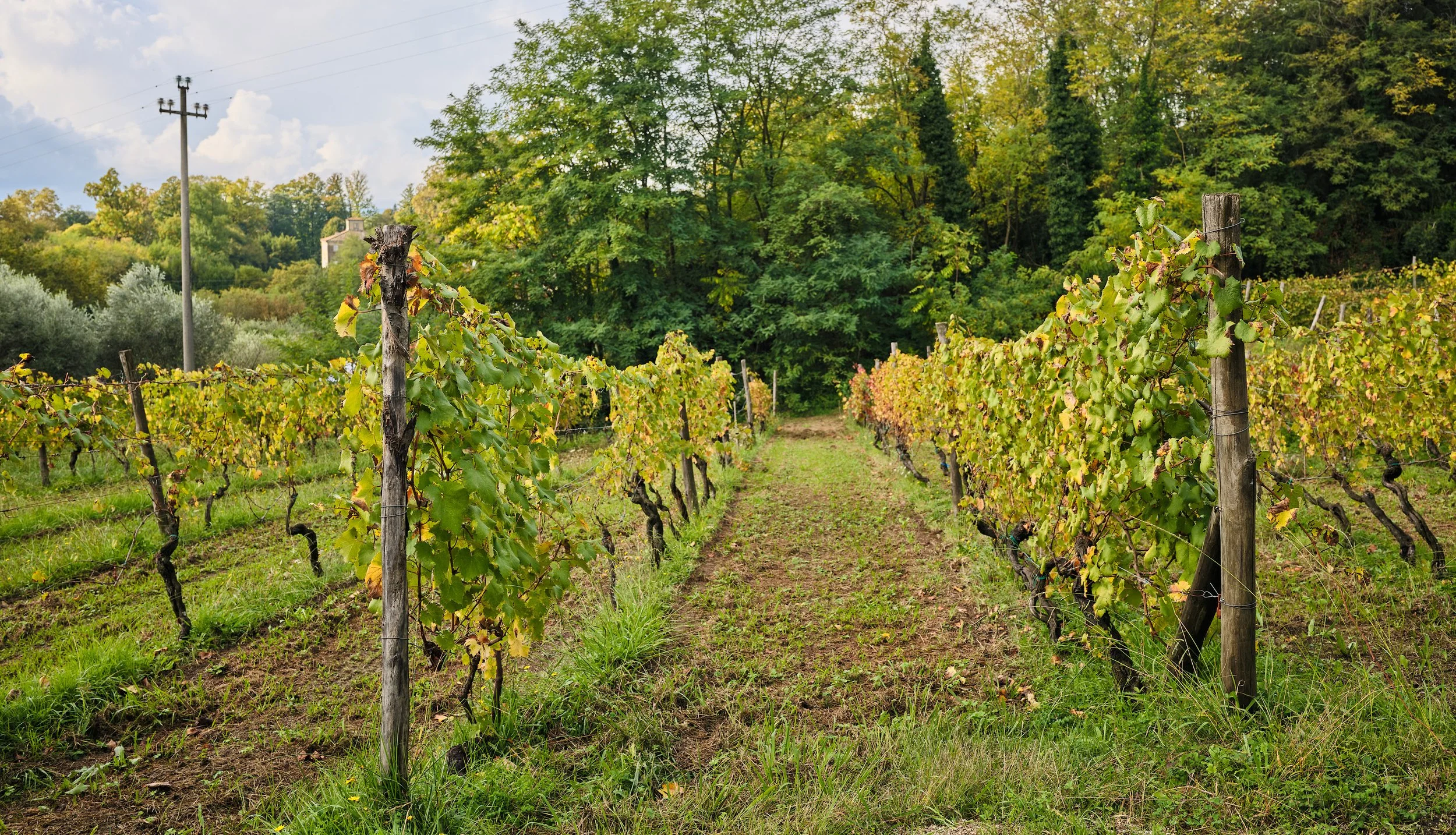 ACS_Tuscany25DSCF1448 (2)web.jpg