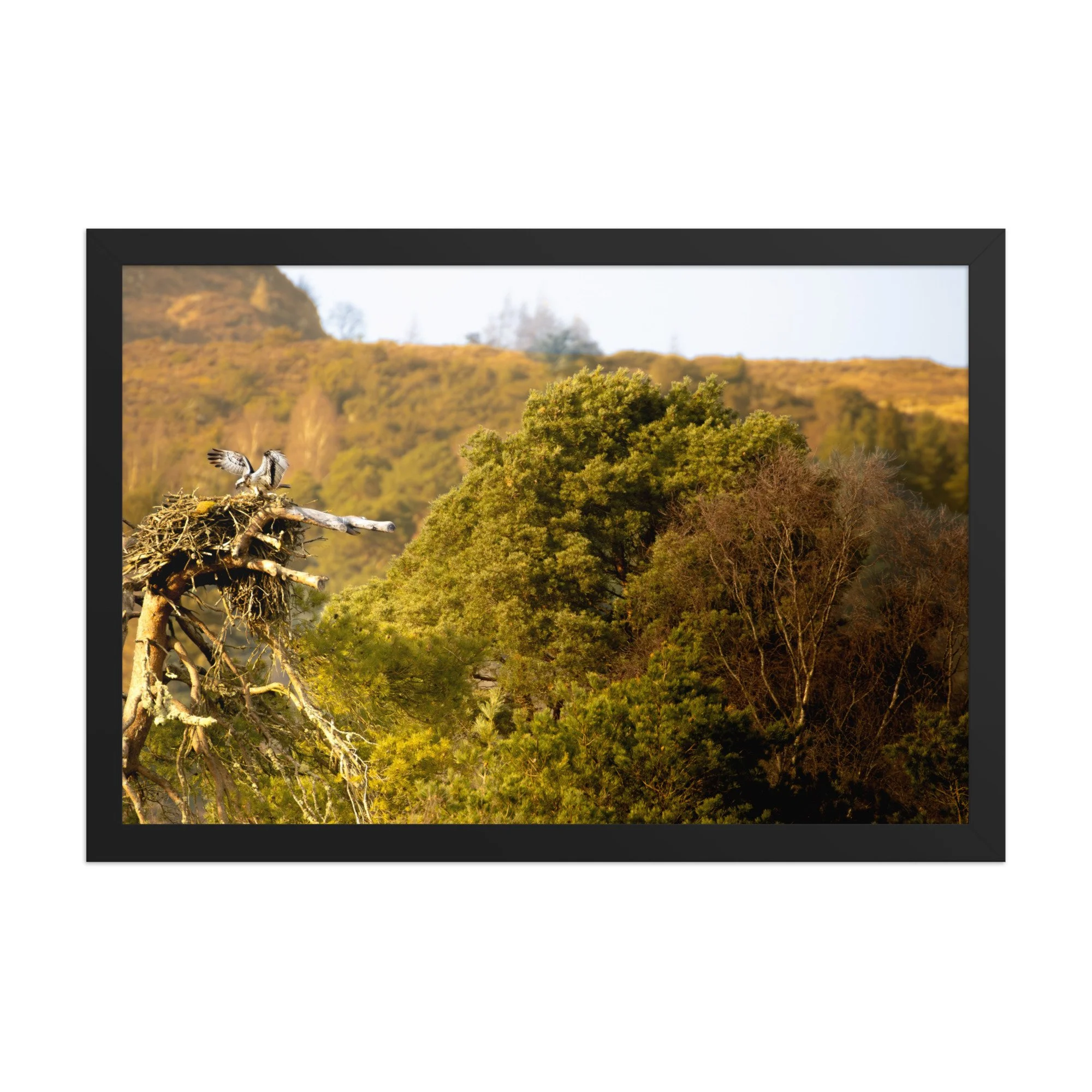 premium-luster-photo-paper-framed-poster-(in)-black-12x18-front-6877fd978f4e0.jpg