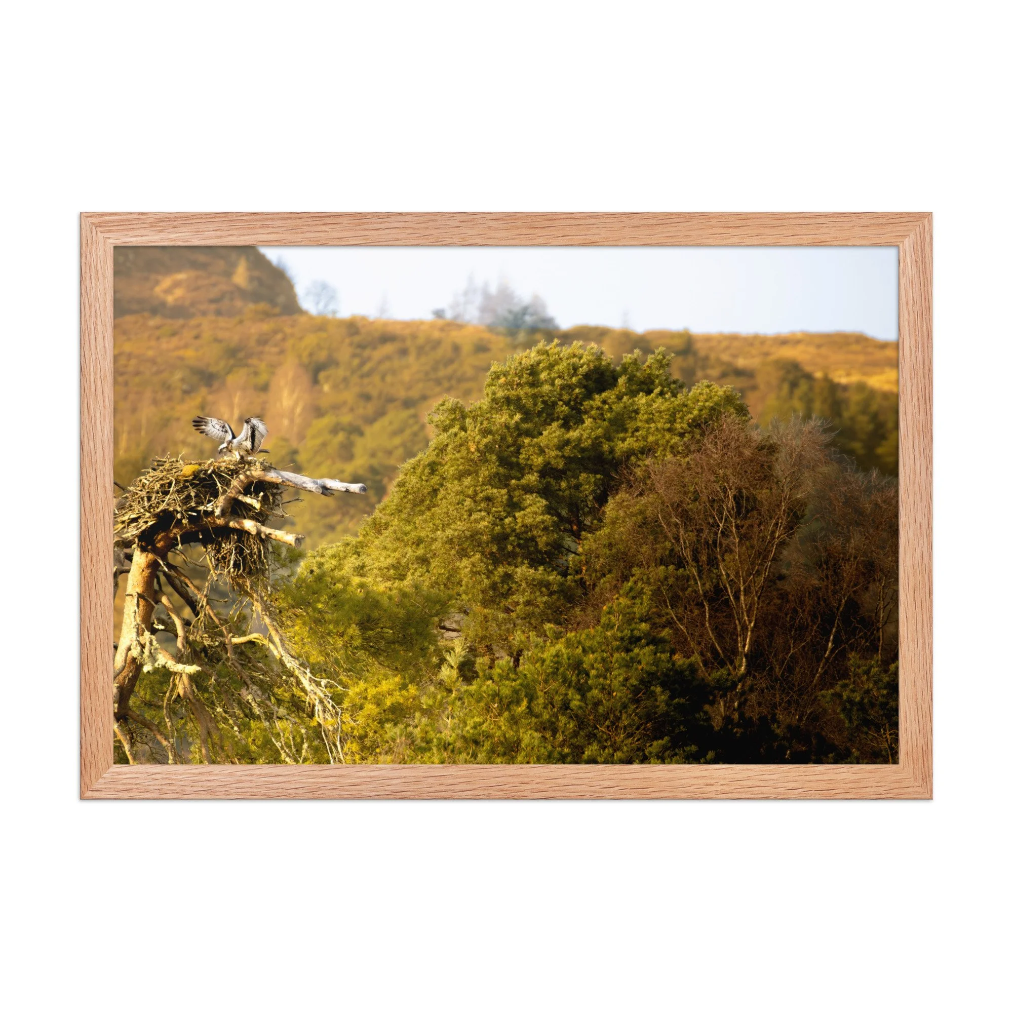 premium-luster-photo-paper-framed-poster-(in)-red-oak-12x18-front-6877fd978fe3a.jpg