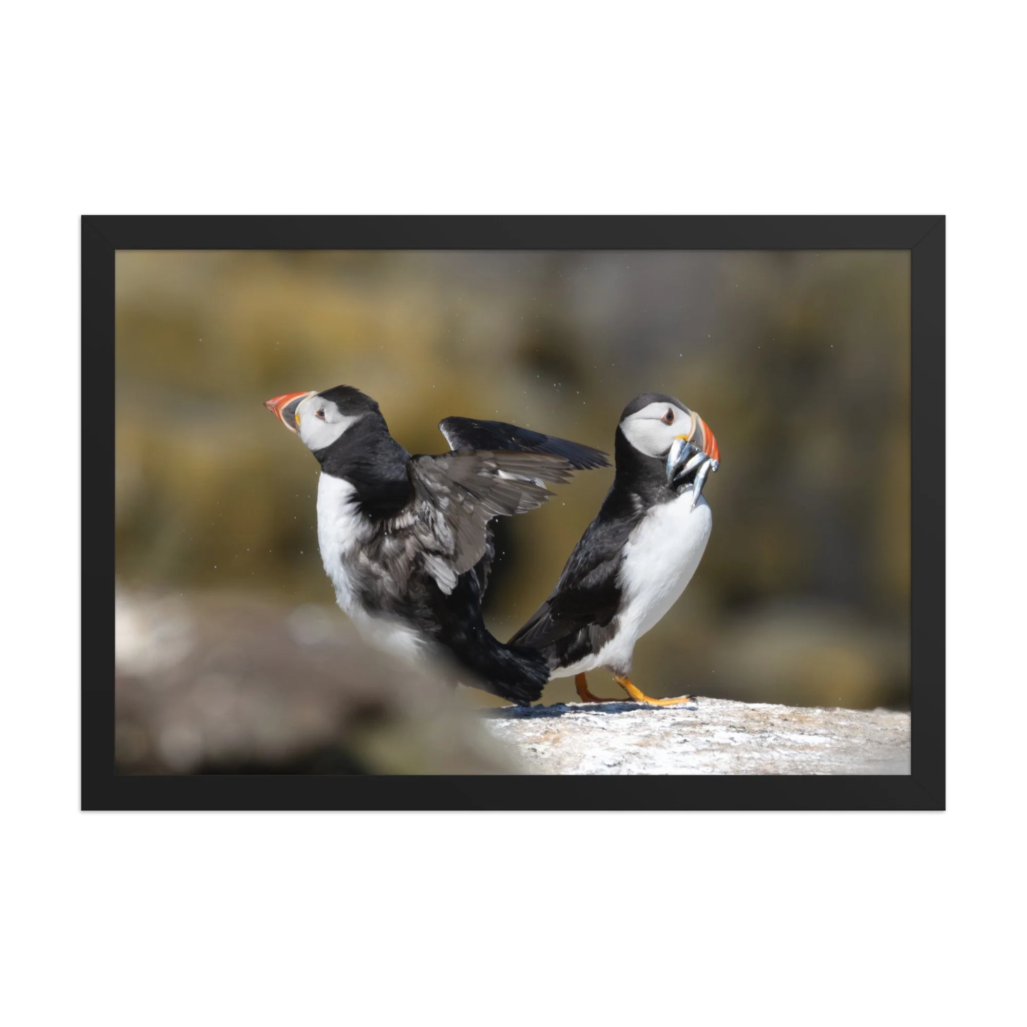 premium-luster-photo-paper-framed-poster-(in)-black-12x18-front-6878b52072296.jpg