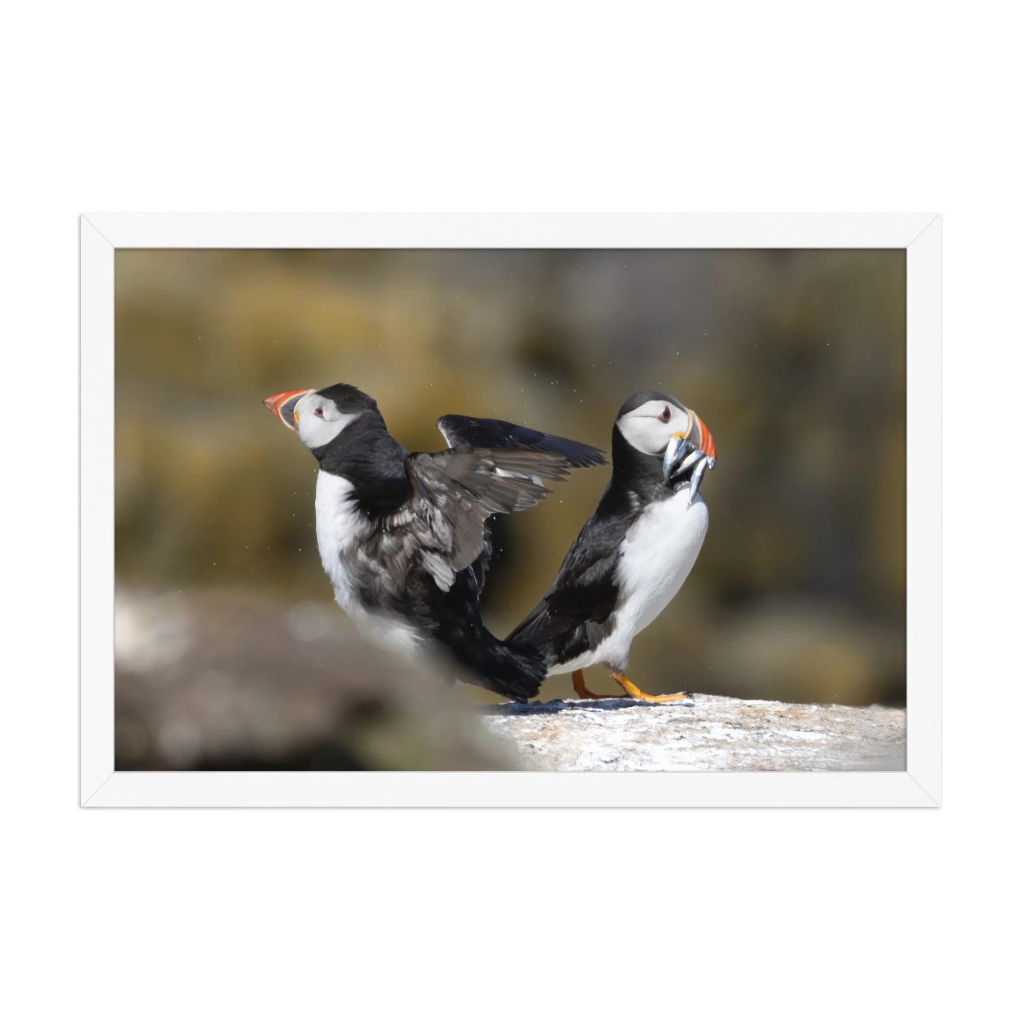 premium-luster-photo-paper-framed-poster-(in)-white-12x18-front-6878b52072a70.jpg