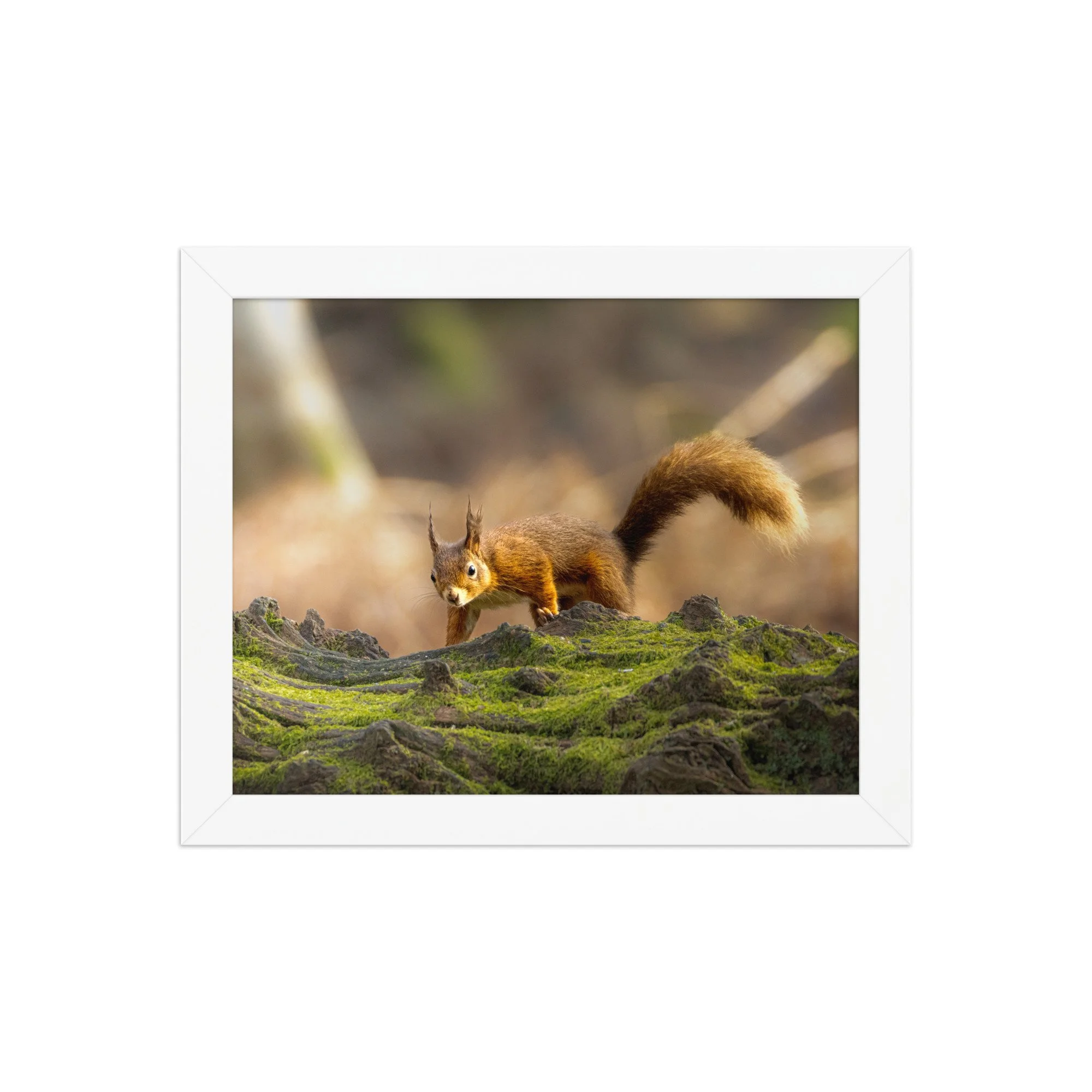 premium-luster-photo-paper-framed-poster-(in)-white-8x10-front-6878b6be1f12d.jpg