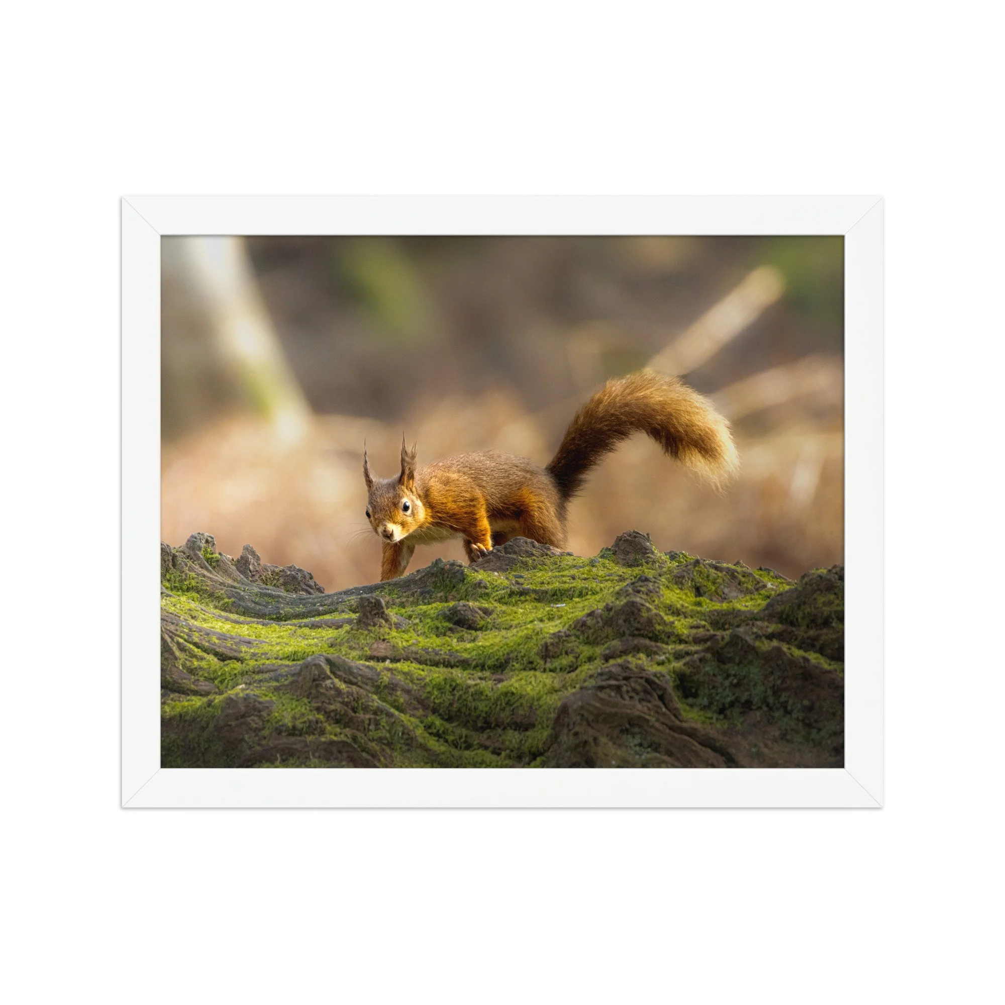 premium-luster-photo-paper-framed-poster-(in)-white-11x14-front-6878b6be1f1be.jpg