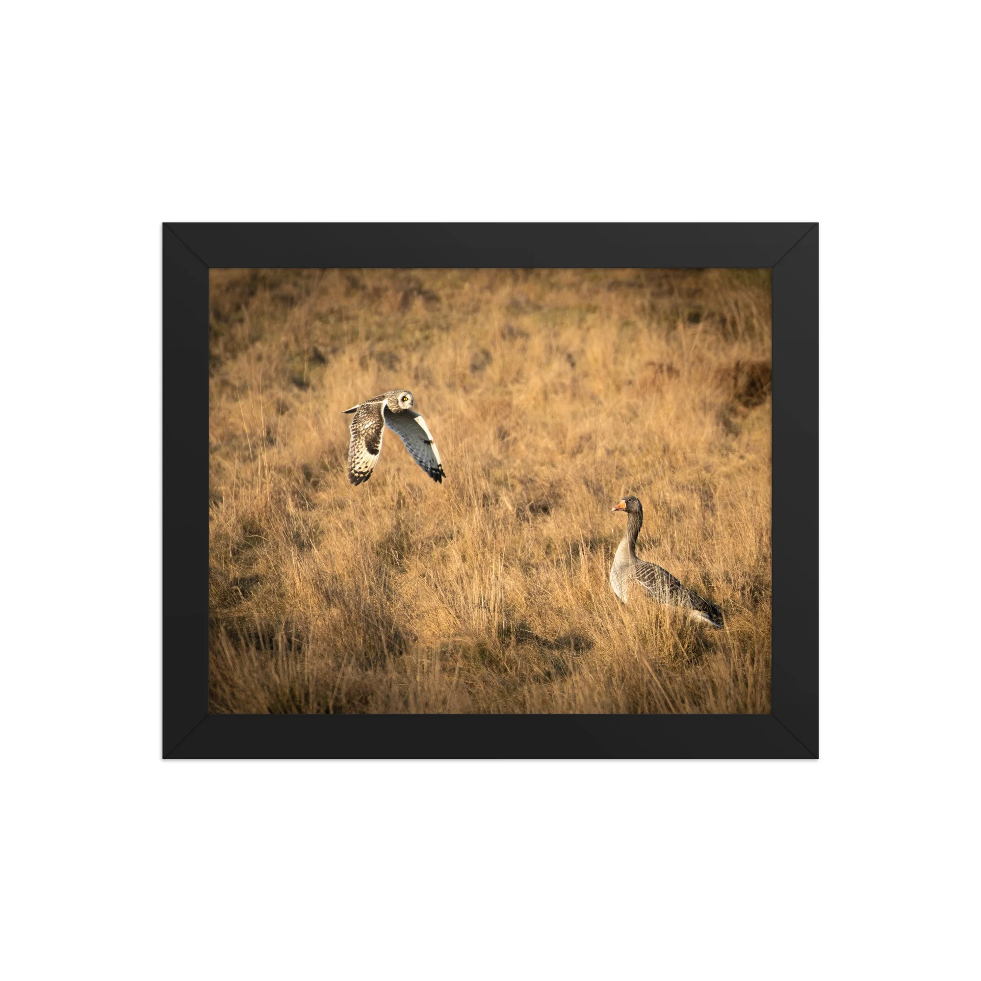 premium-luster-photo-paper-framed-poster-(in)-black-8x10-front-6878b72303cbe.jpg