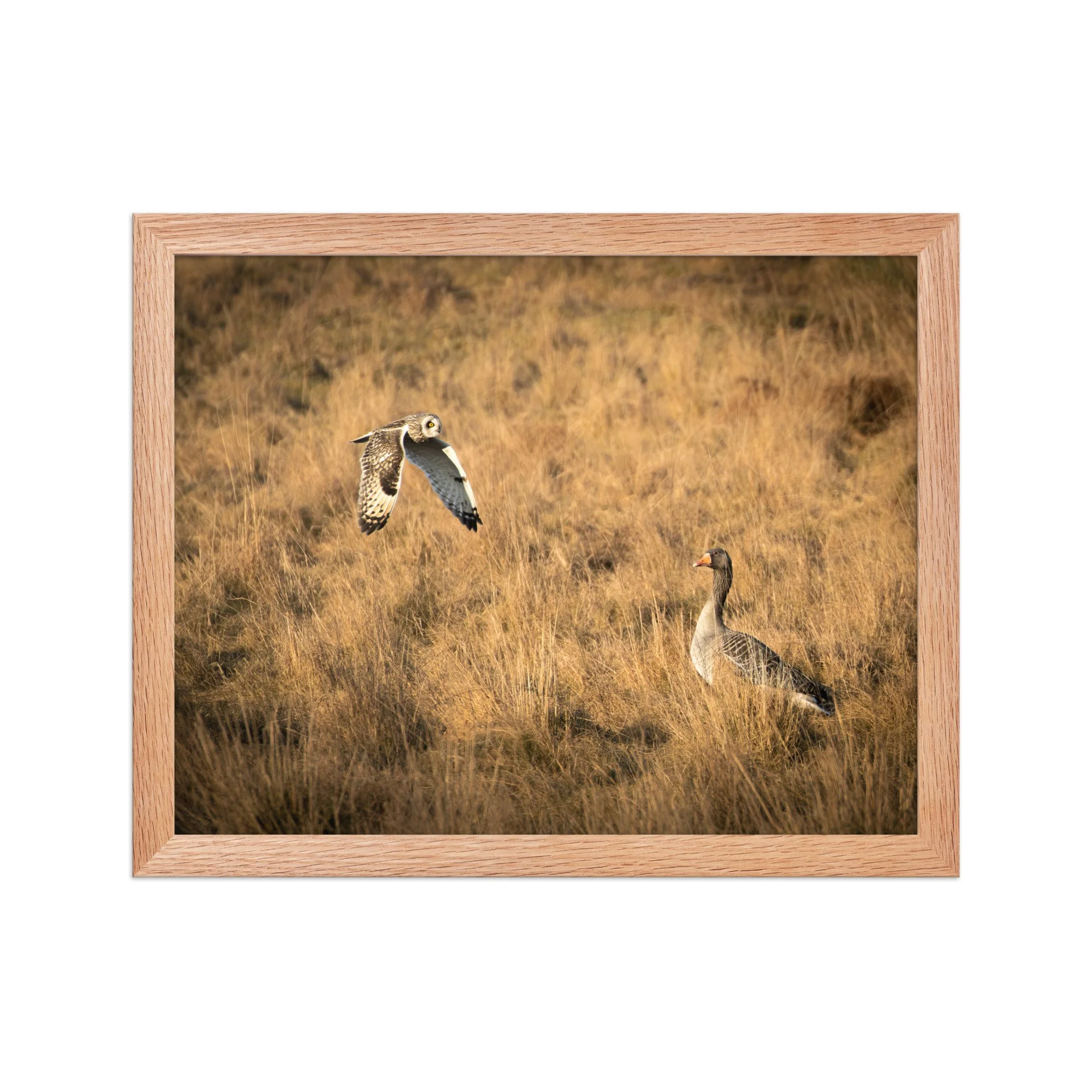 premium-luster-photo-paper-framed-poster-(in)-red-oak-11x14-front-6878b72303fd8.jpg