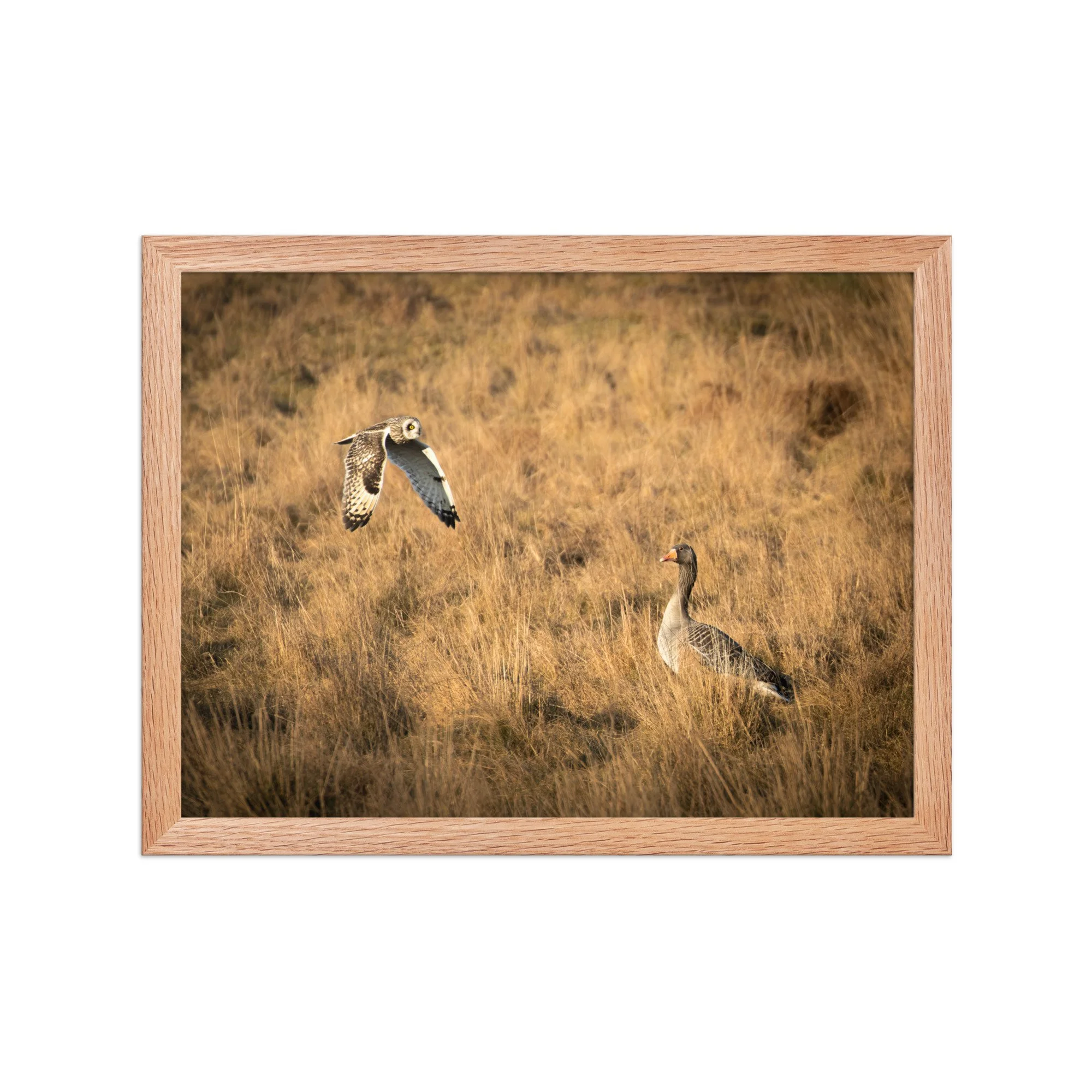 premium-luster-photo-paper-framed-poster-(in)-red-oak-12x16-front-6878b72304059.jpg