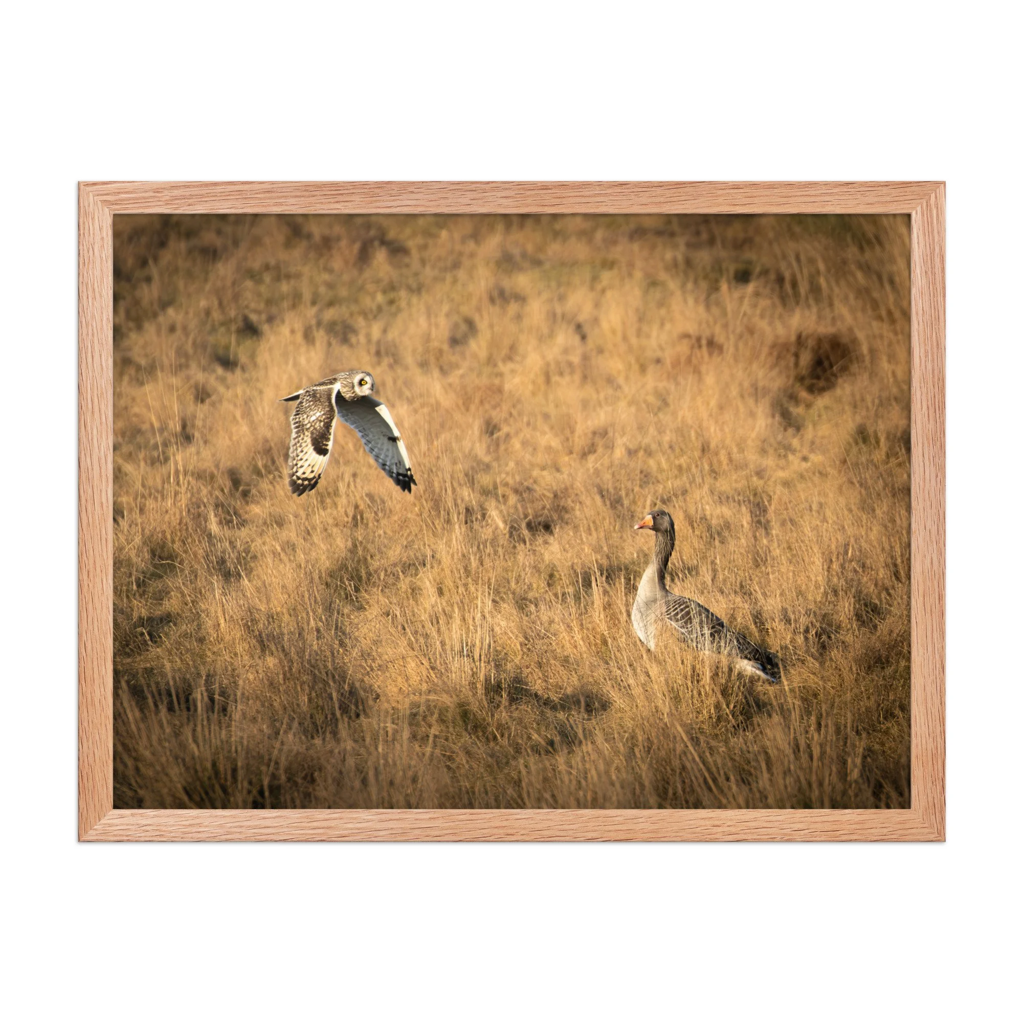 premium-luster-photo-paper-framed-poster-(in)-red-oak-18x24-front-6878b7230415f.jpg