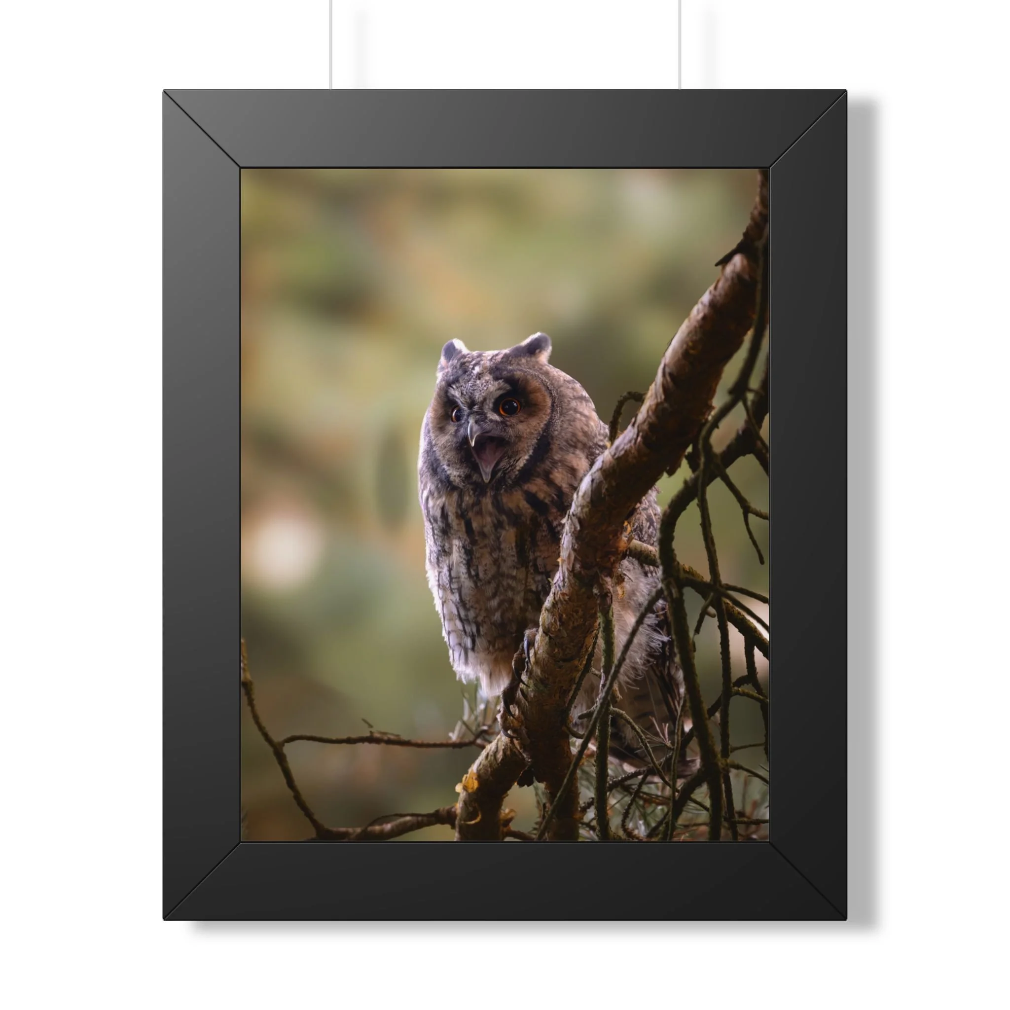 Long Eared Owl — Framed Vertical Forest Wildlife Wall Art