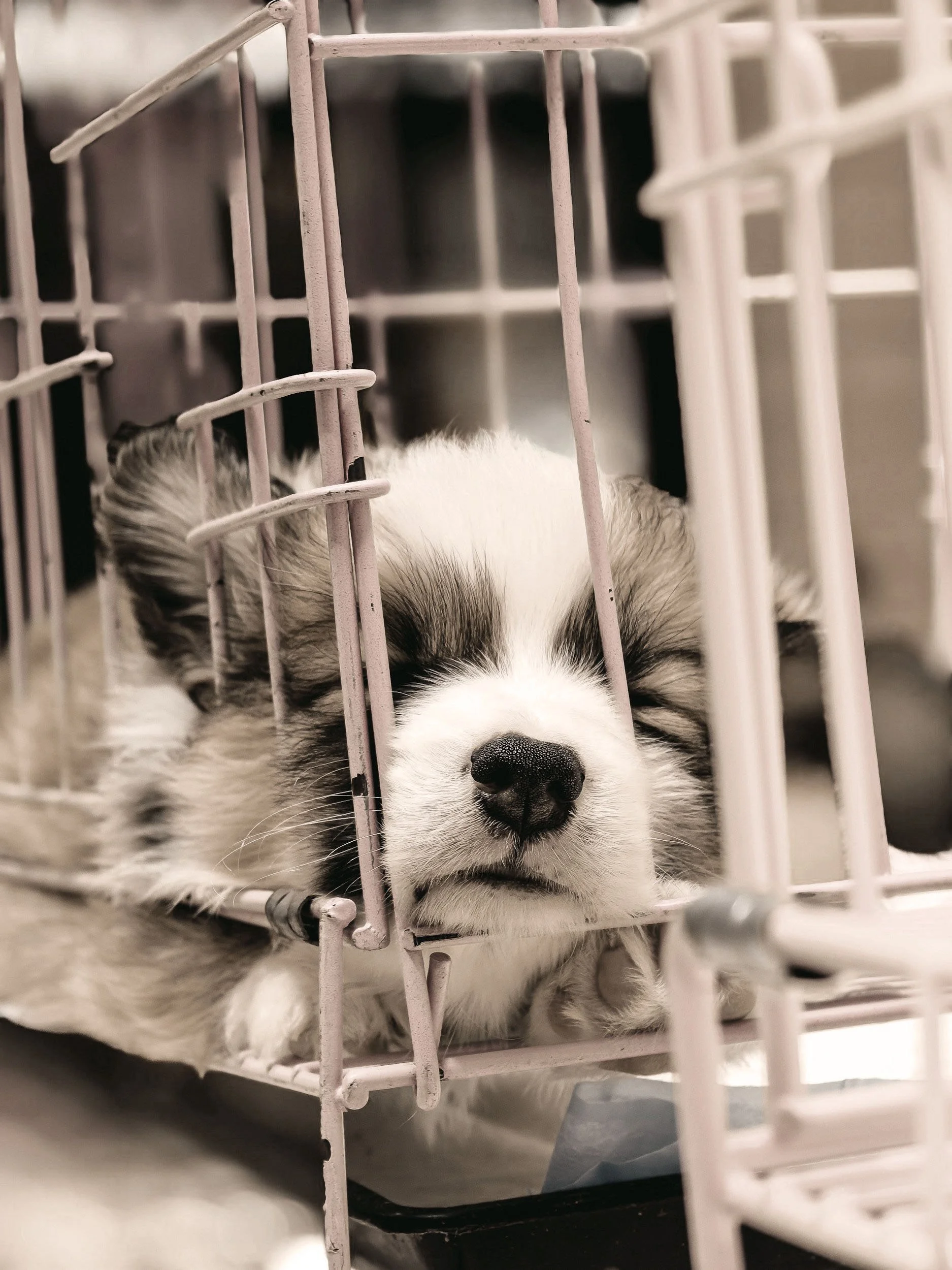 Sad dog in a kennel.