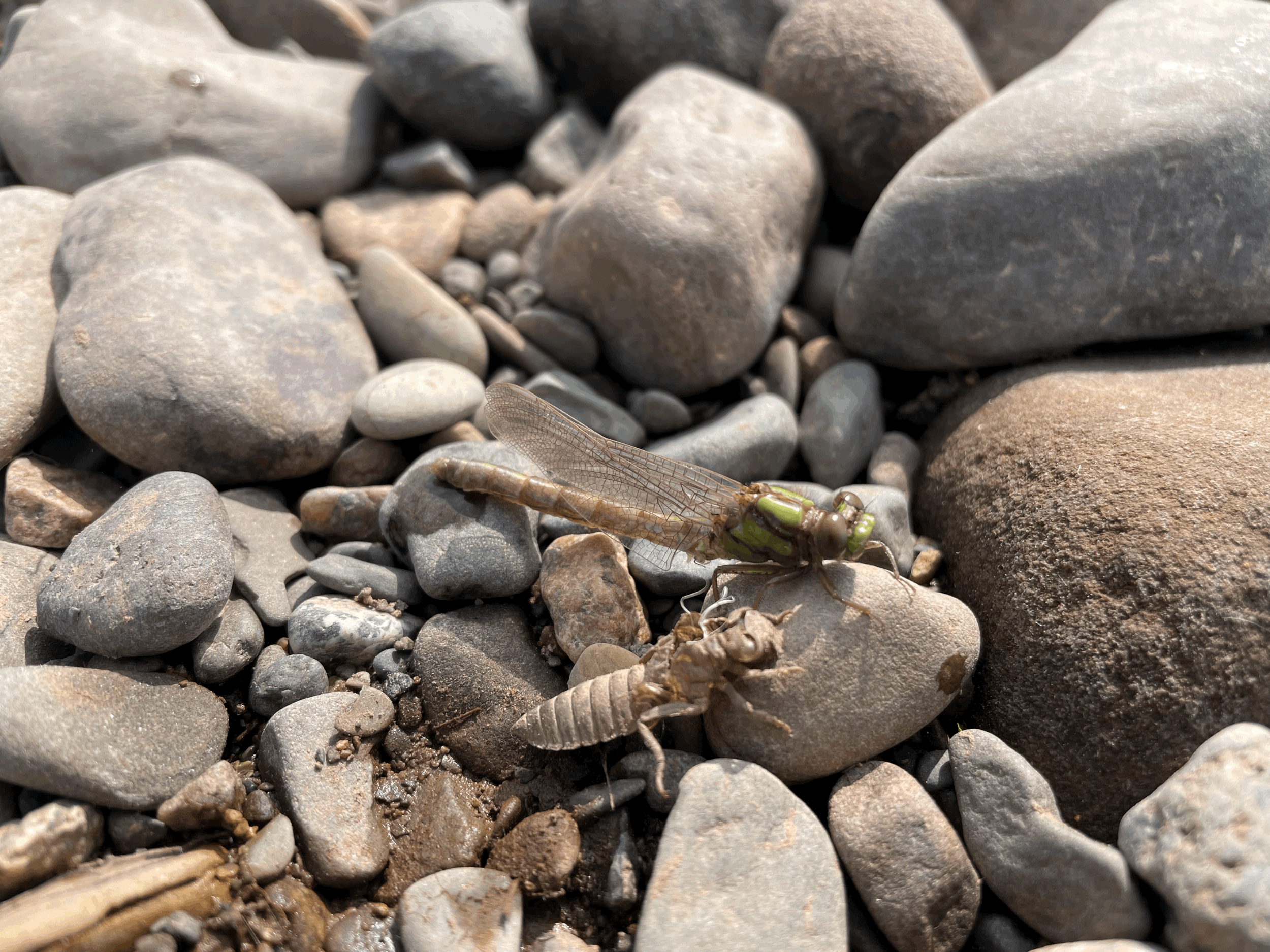 Improving Your Fly Fishing Success for Trout