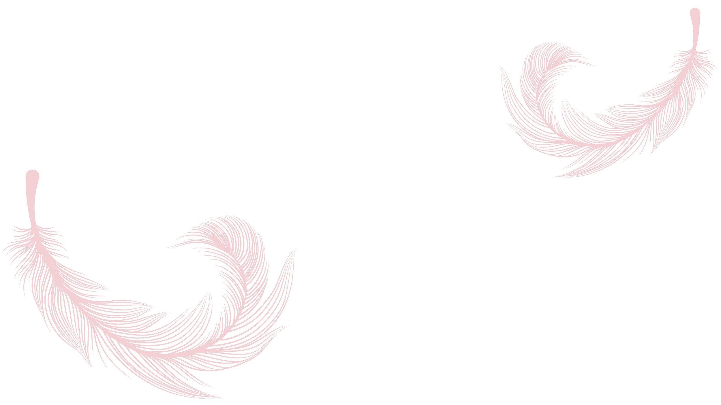 Two pink feather illustrations on a black background, one in the upper right corner and one in the lower left corner.