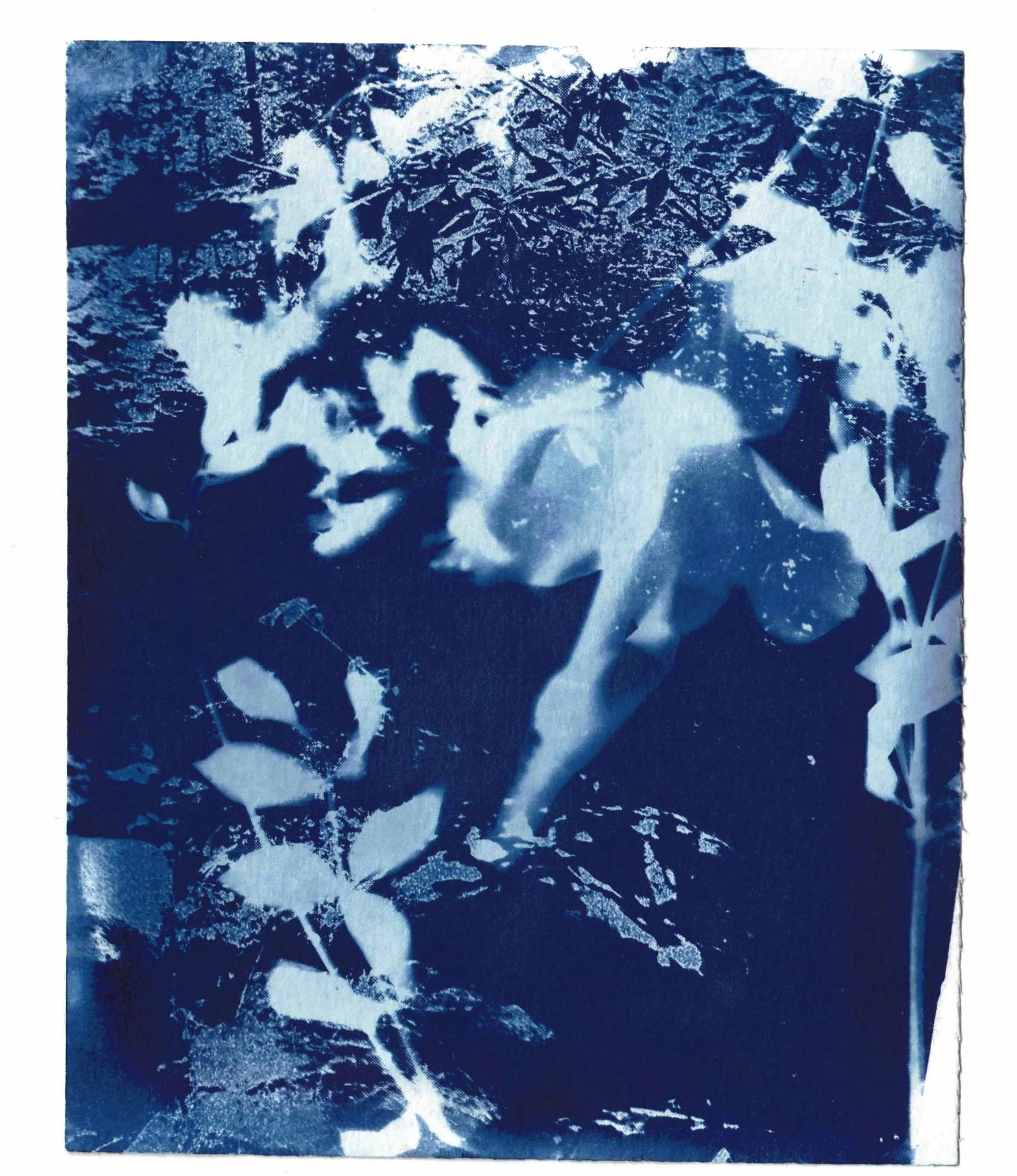 sunprintsinthegardencyanotype 1.jpeg