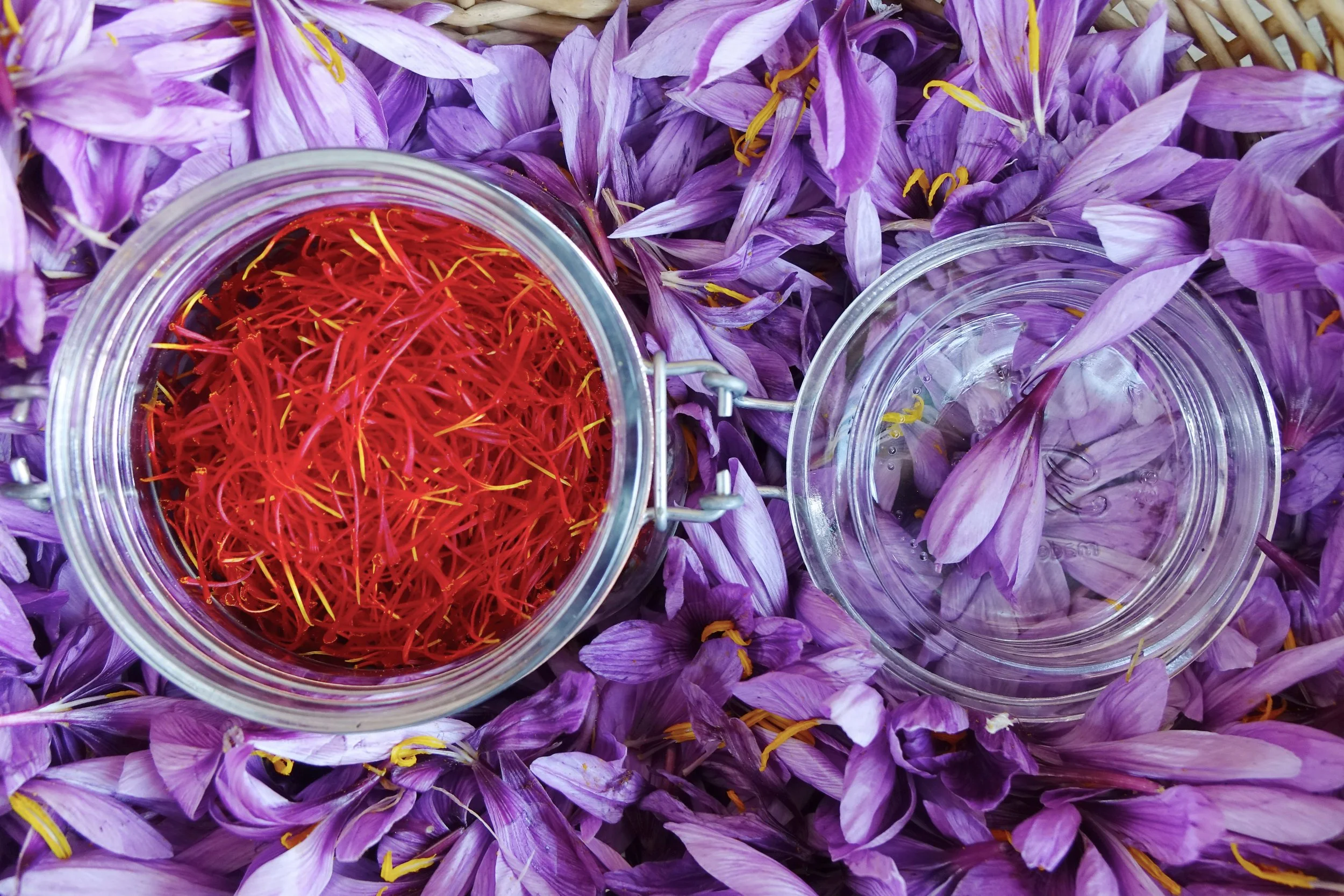 FOTO ZAFFERANO DELLA VAL CENISCHIA_DSC06881.JPG