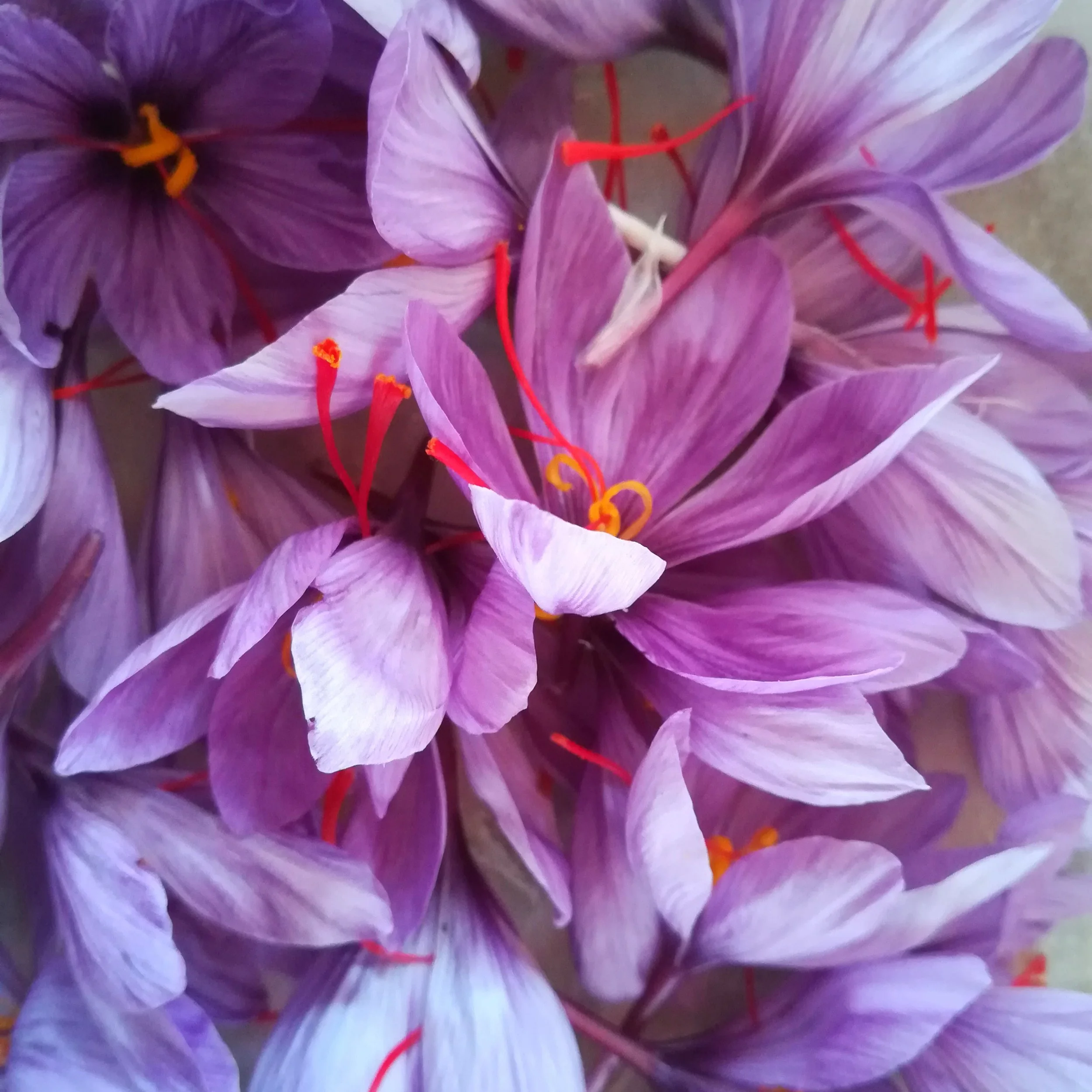 FOTO ZAFFERANO DELLA VAL CENISCHIA_IMG_20221012_104508_BURST016.jpg