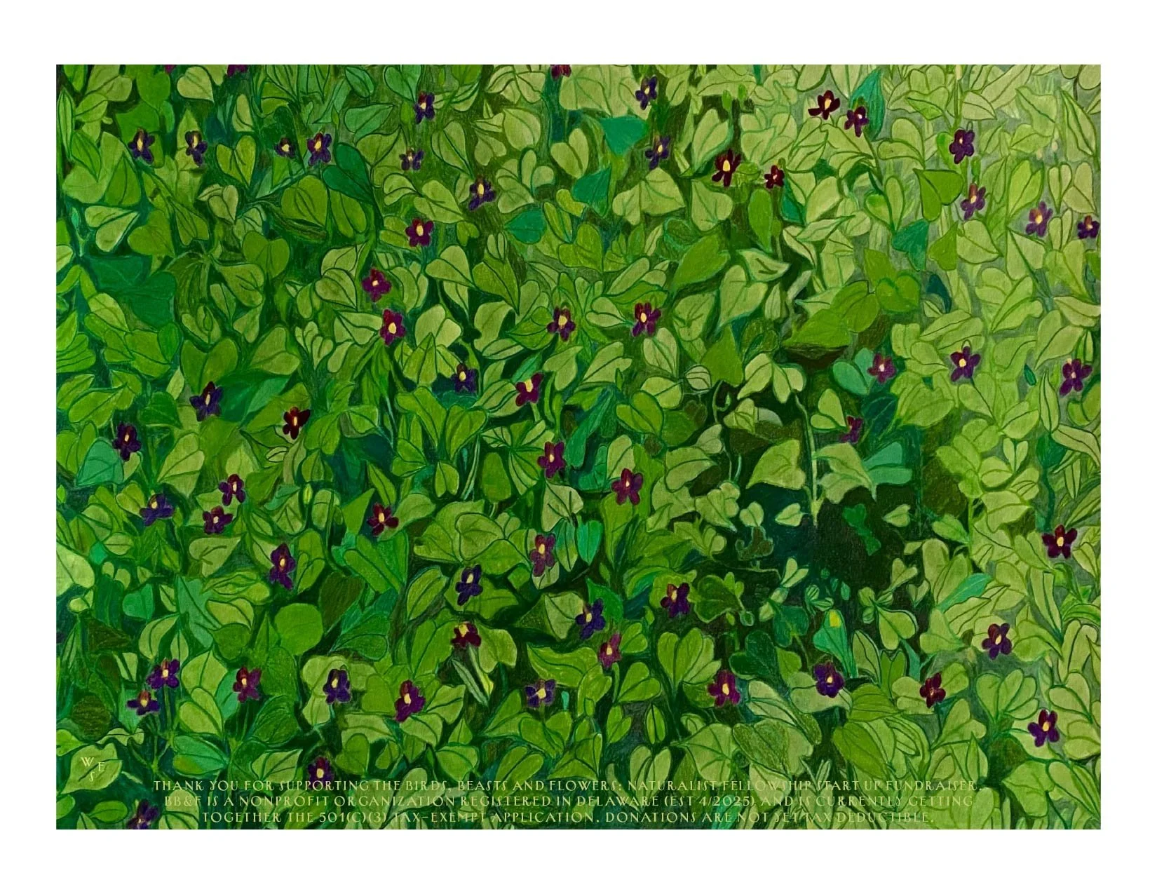 An Ocean of Violets in Bloom