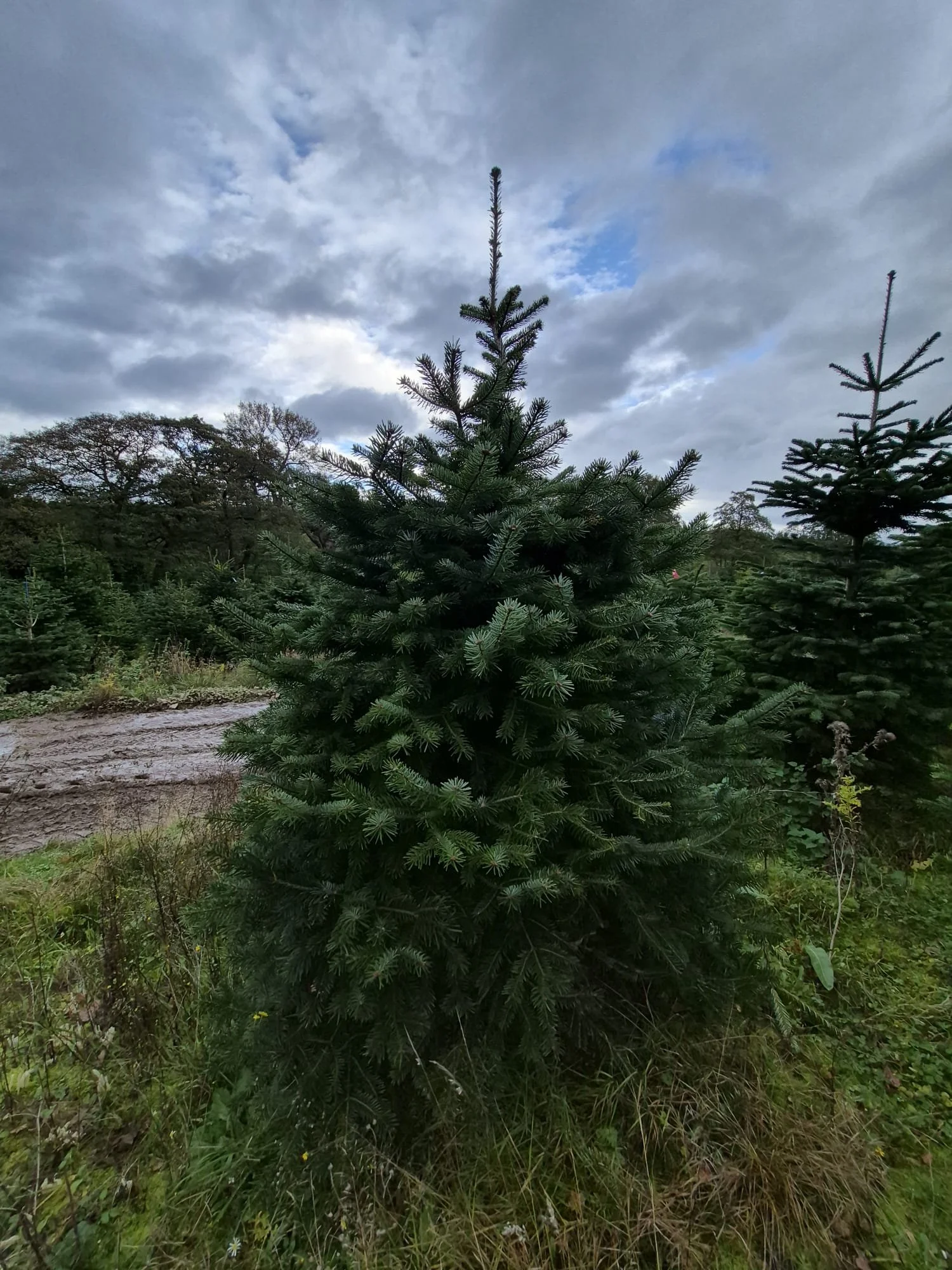 7ft Nordmann Fir