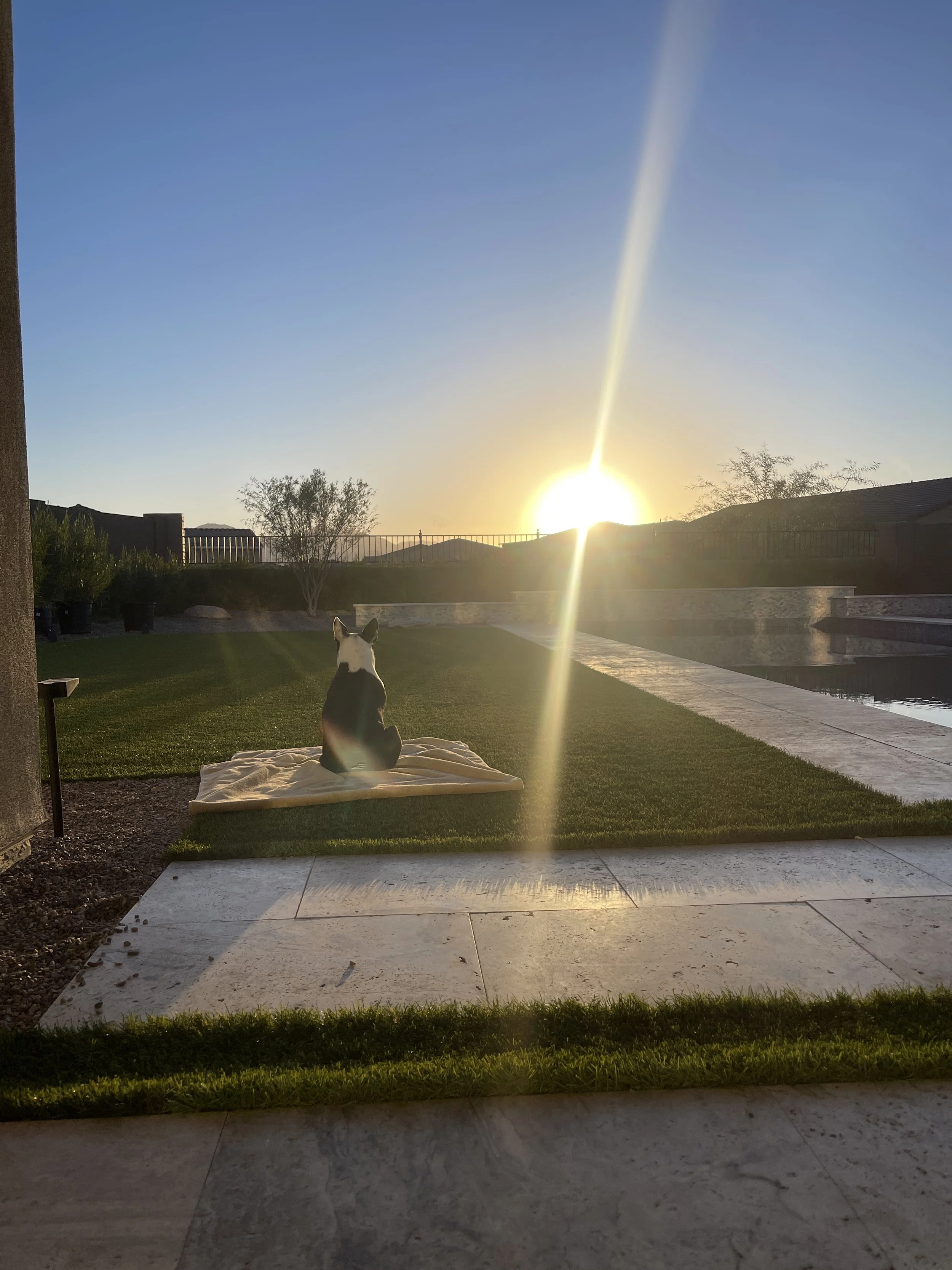 A dog sitting on a blanket on the grass, facing sunset with sunlight streaming down on artificial grass turf
