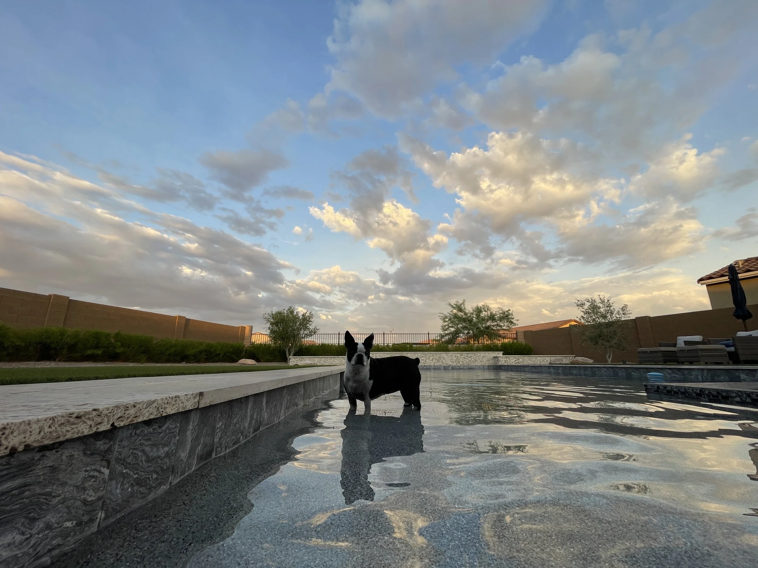 A black and white dog standing on the baja step in a swimming pool at sunset, with a partly cloudy sky and backyard fencing visible. artificial turf and travertine deck showcased.