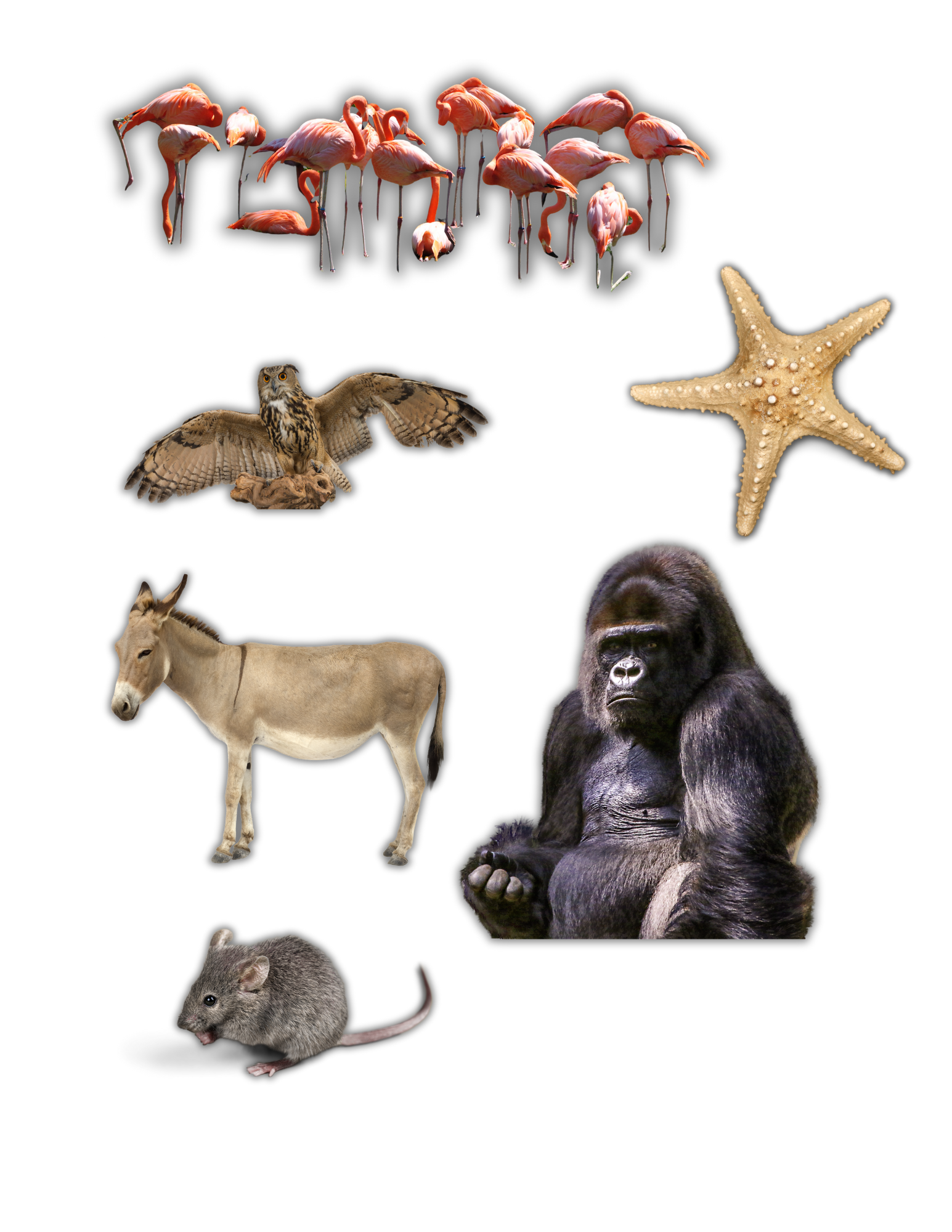 ANIMAL STICKERS (1).png
