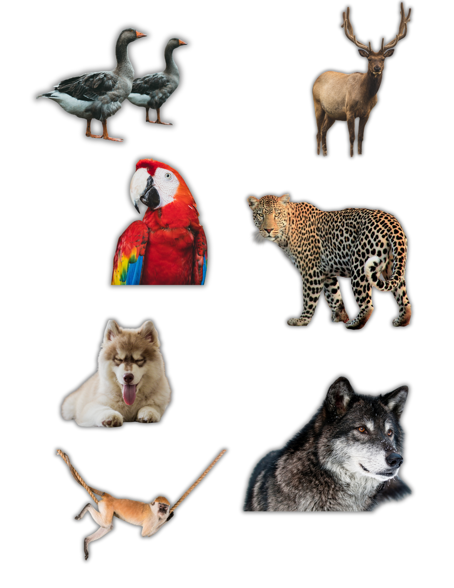 ANIMAL STICKERS (2).png