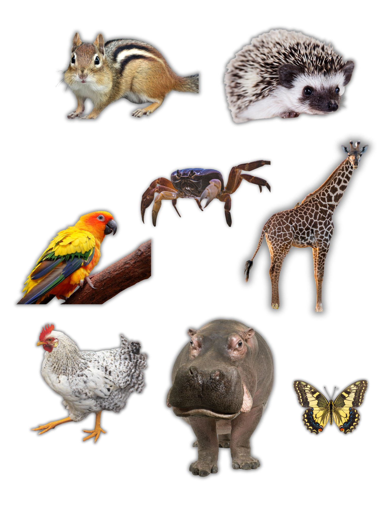 ANIMAL STICKERS.png