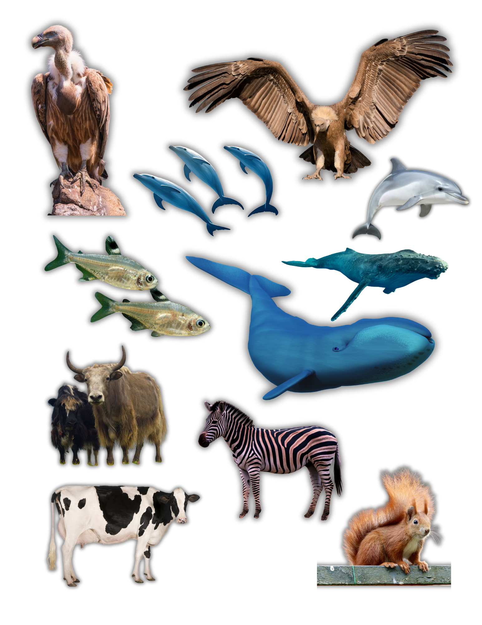 ANIMAL STICKERS (3).png