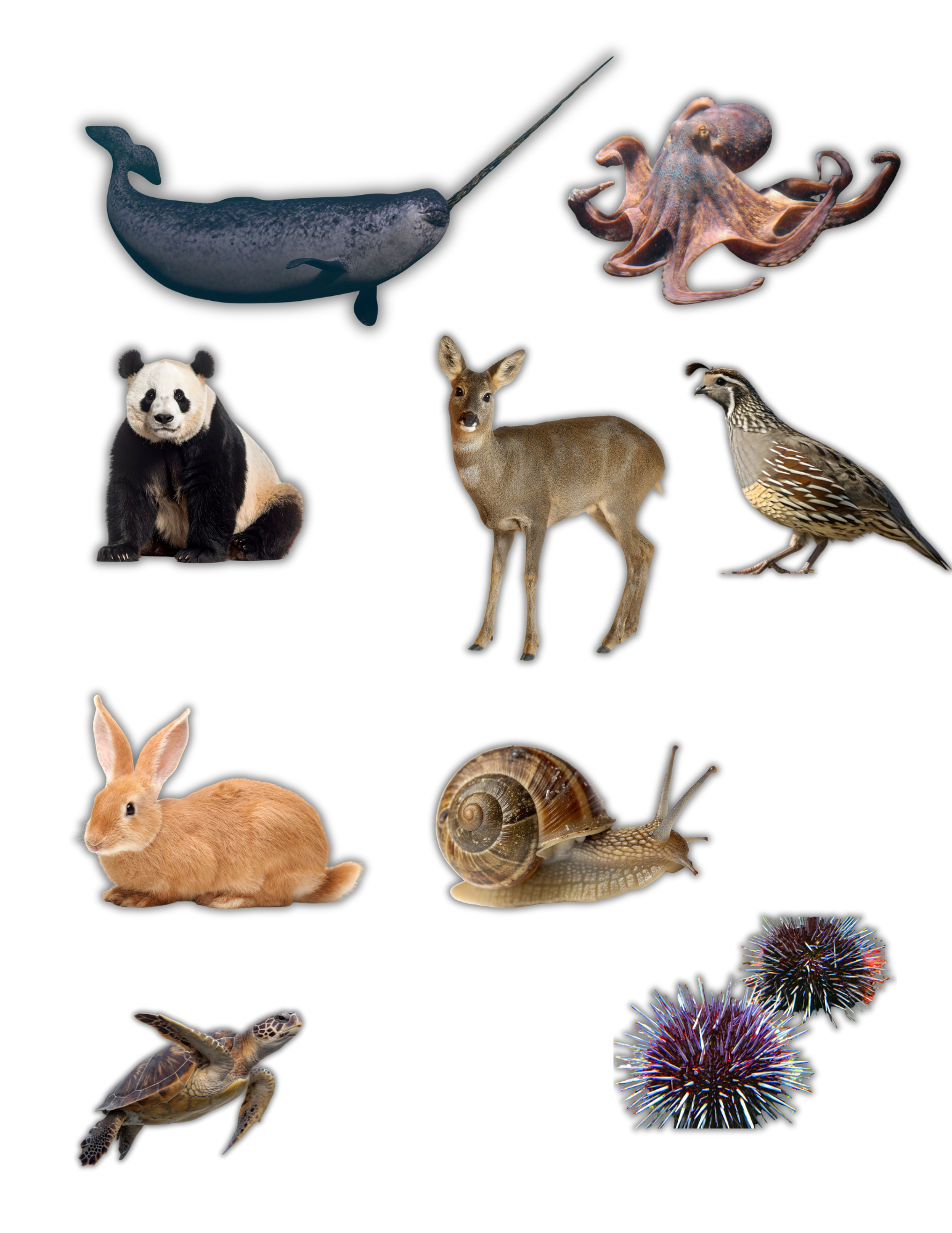 ANIMAL STICKERS (4).png