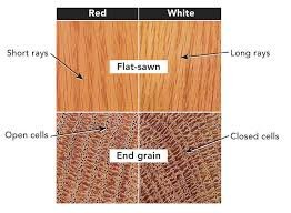 Examples of red and white oak with different rays and cell structures emphasized.