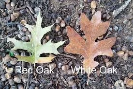 Two leaves - red oak with its pointy shape and white oak with its rounded lobes.