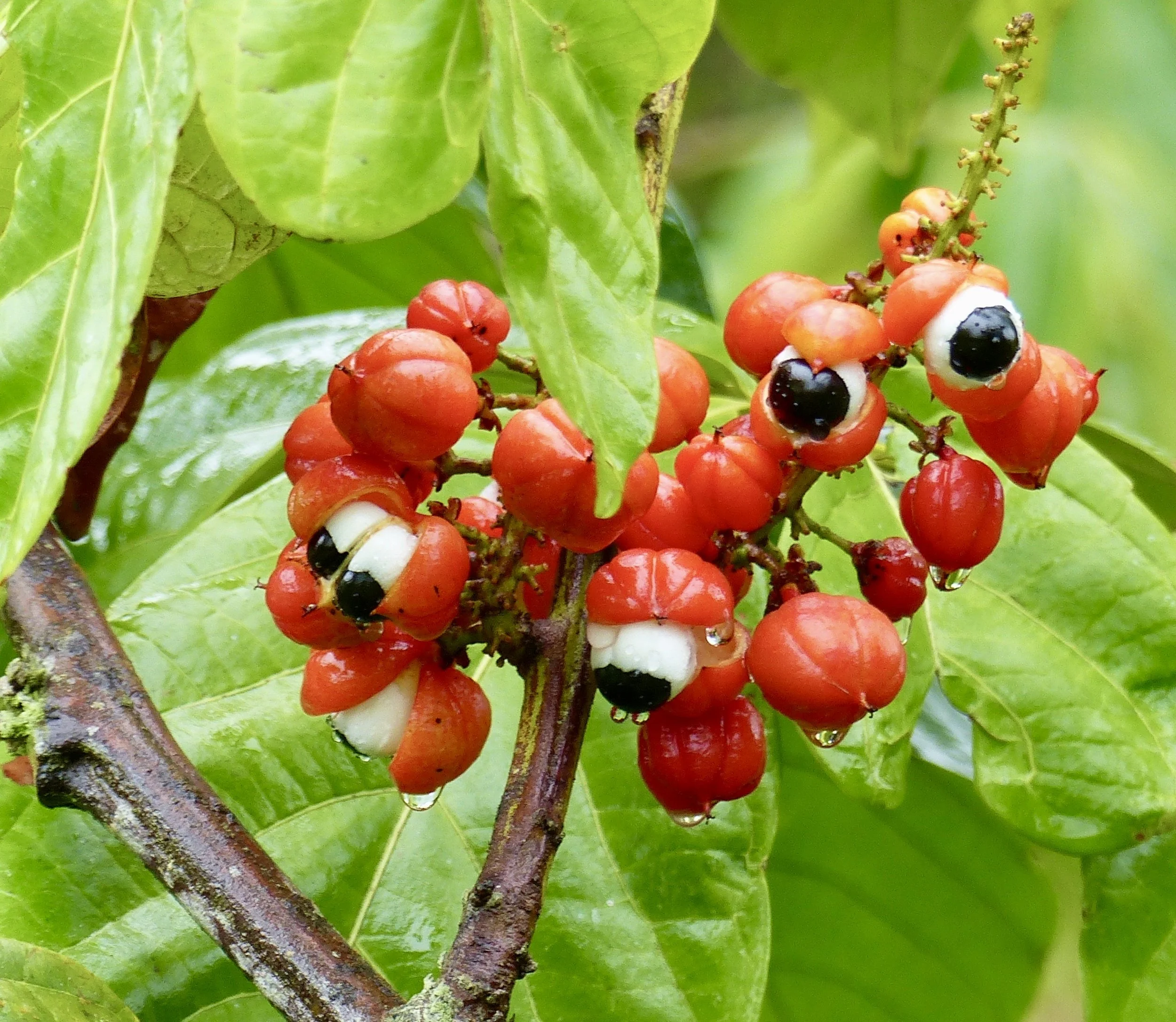Cure naturelle revitalisante à base de guarana, idéale contre la fatigue mentale, améliore concentration et tonus sans effets secondaires.