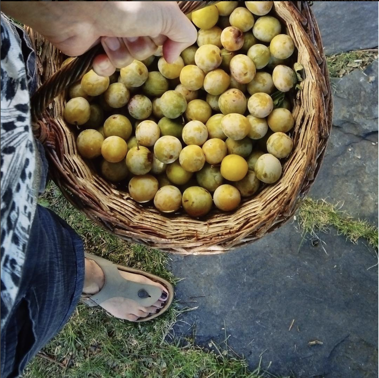 Un panier de prunes fraîchement récoltées, mettant à l'honneur les ingrédients bio et locaux que la chef intègre dans sa cuisine. Inspirée par l’ayurvéda et les traditions végétariennes, elle crée des plats sains et pleins de saveurs naturelles.