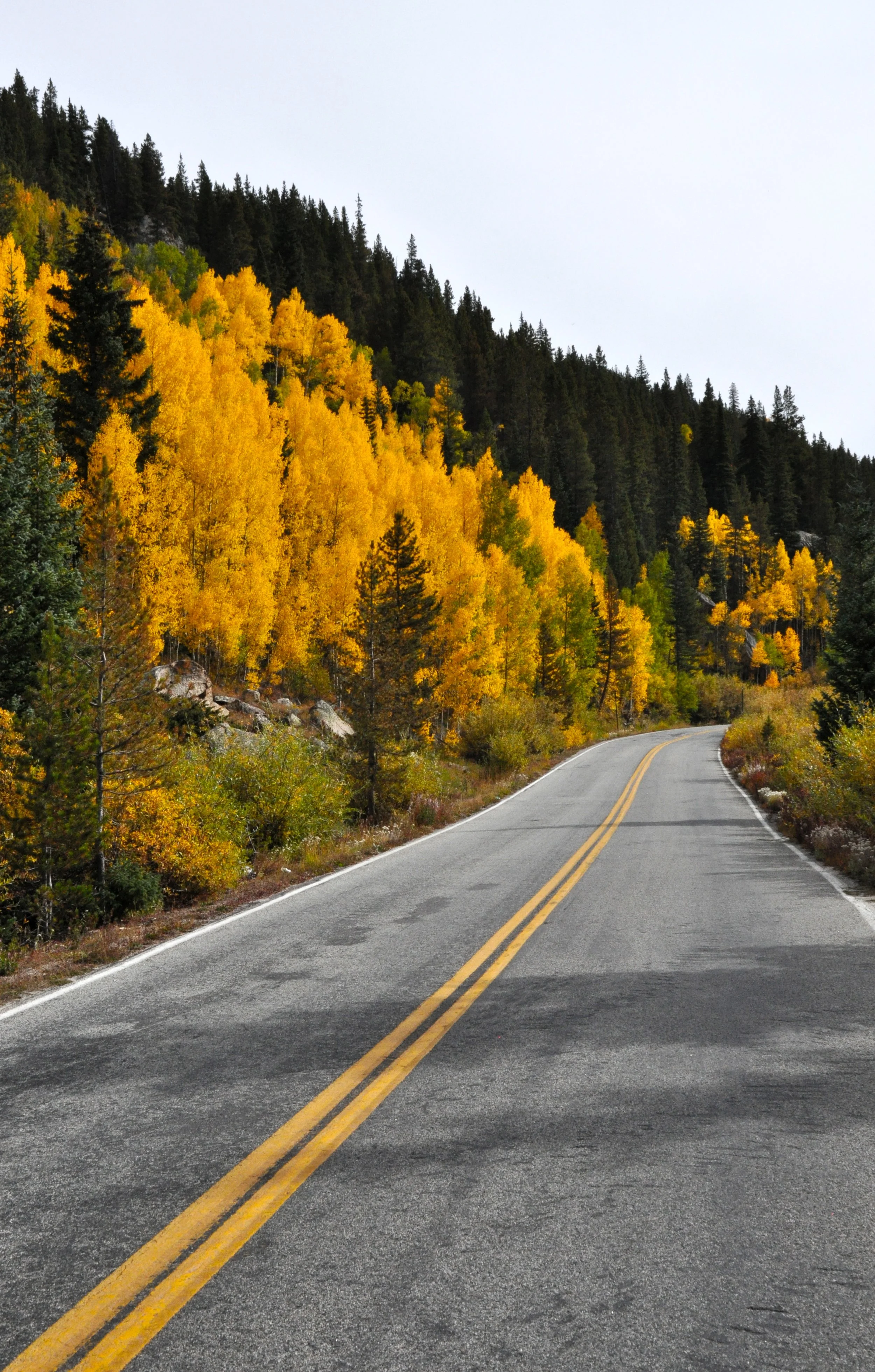 WHITE RIVER NATIONAL FOREST, USA. 2016.