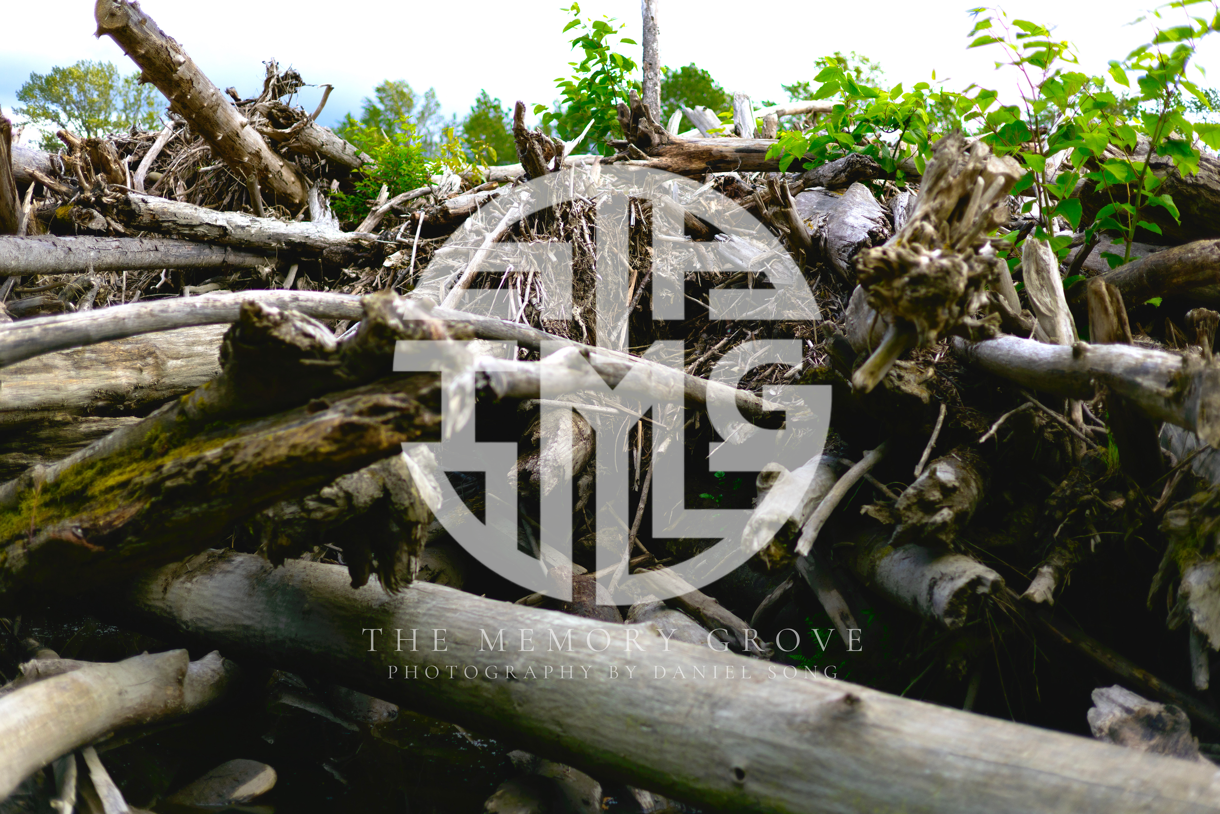 A pile of logs and branches with green foliage and trees in the background under a partly cloudy sky.