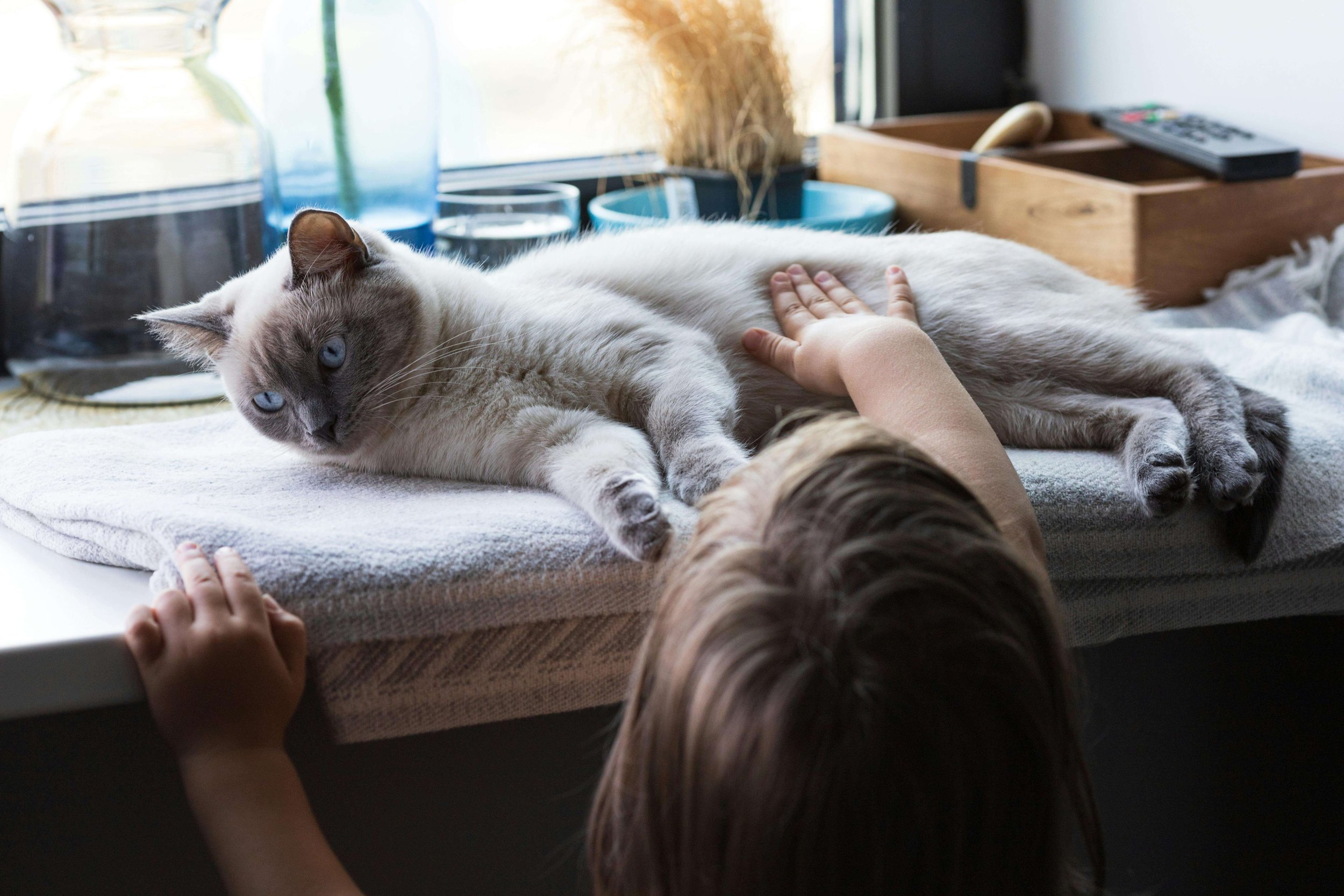 Child gently resting a hand on a beloved cat, capturing the deep bond between people and pets and the grief that can follow pet loss, supported by grief counseling for pet loss in Sacramento, CA.