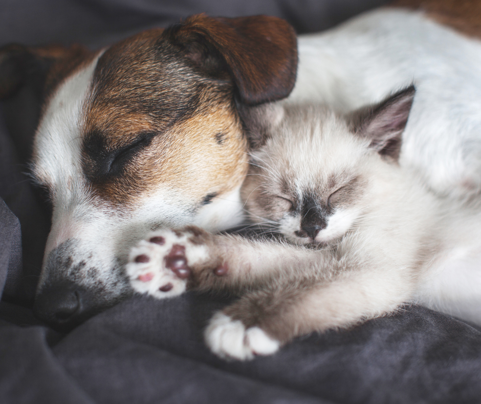 Graphic showing six aspects of rest and sleep for pets: recovery, downtime, quiet, relaxation, nervous system, and homeostasis