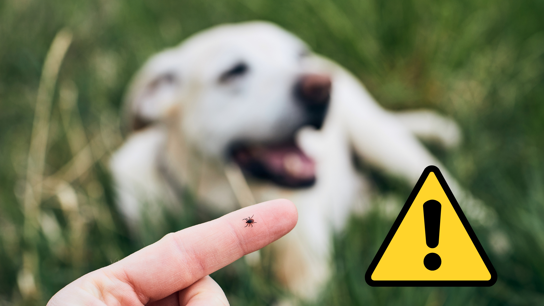 Lyme in Dogs Is on the Rise—Here’s What You Can Do